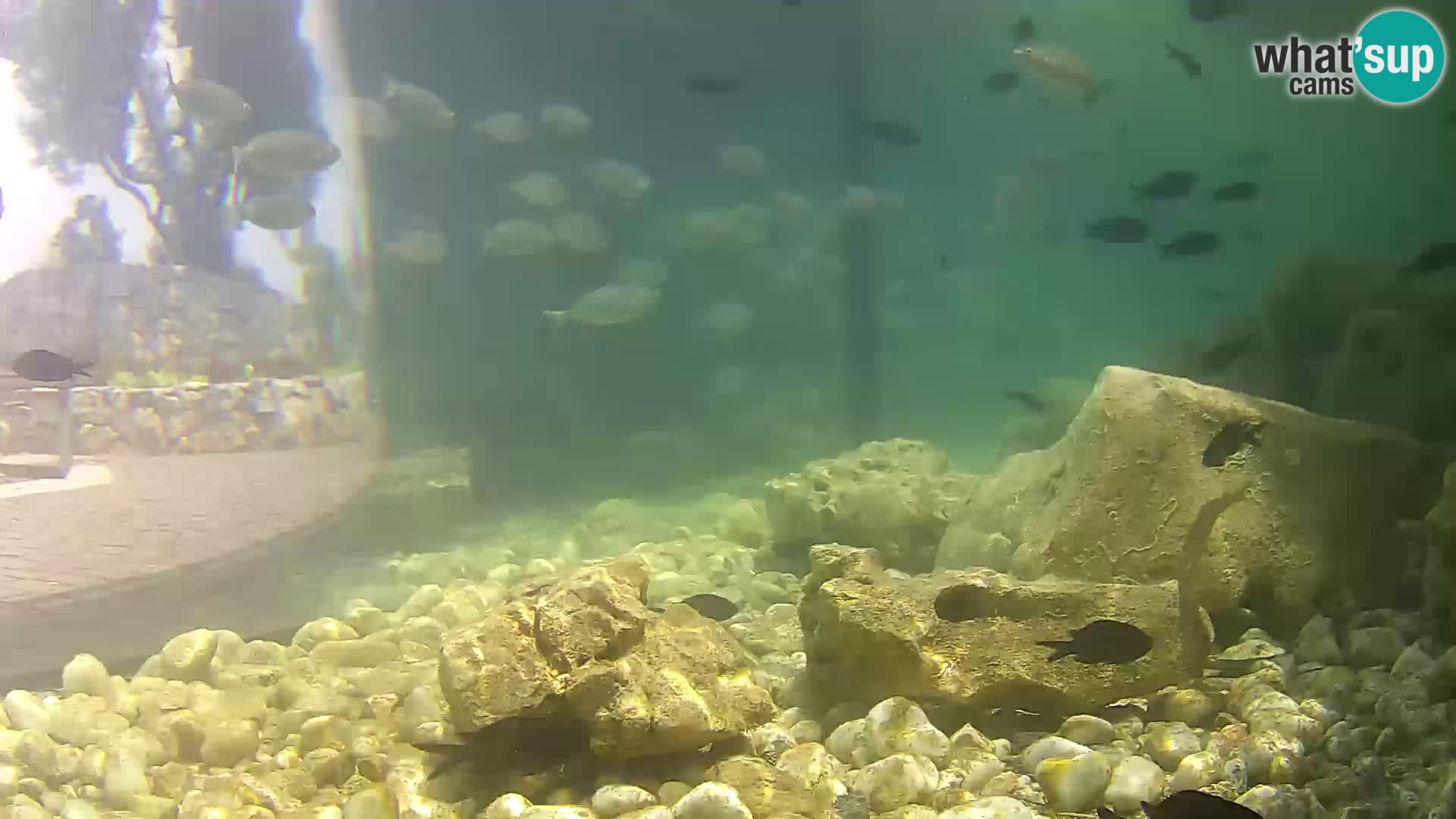 Zunanji morski akvarij Rogoznica spletna kamera Hrvaška