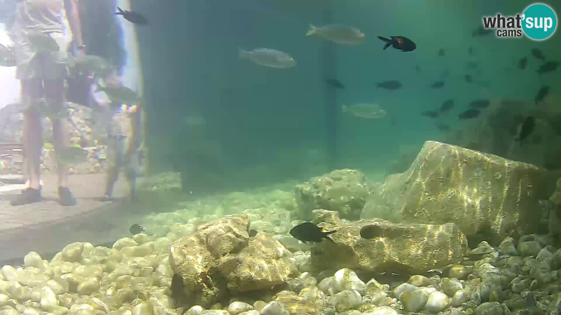 Acuario marino al aire libre Rogoznica webcam Croacia