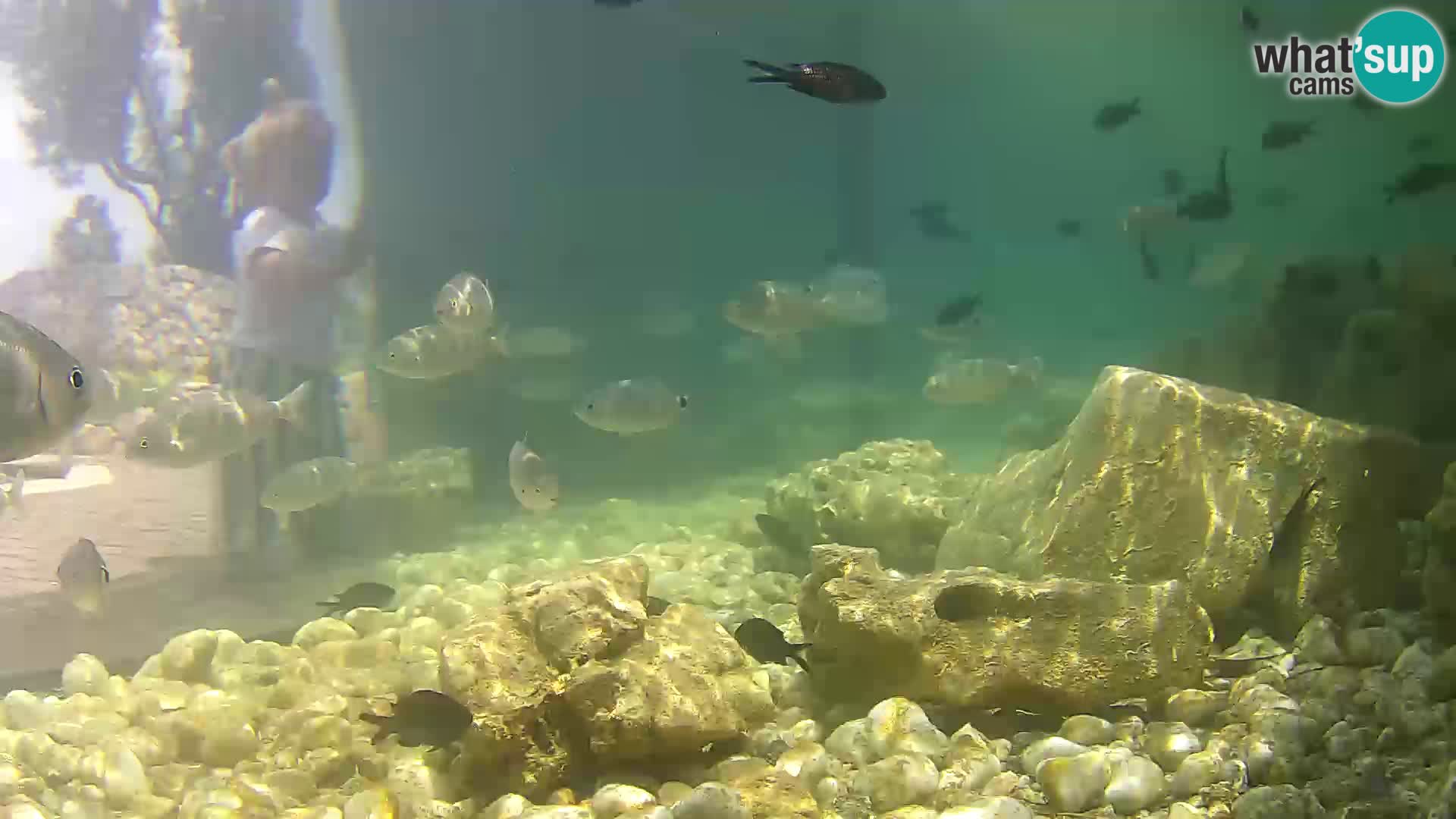 Acuario marino al aire libre Rogoznica webcam Croacia