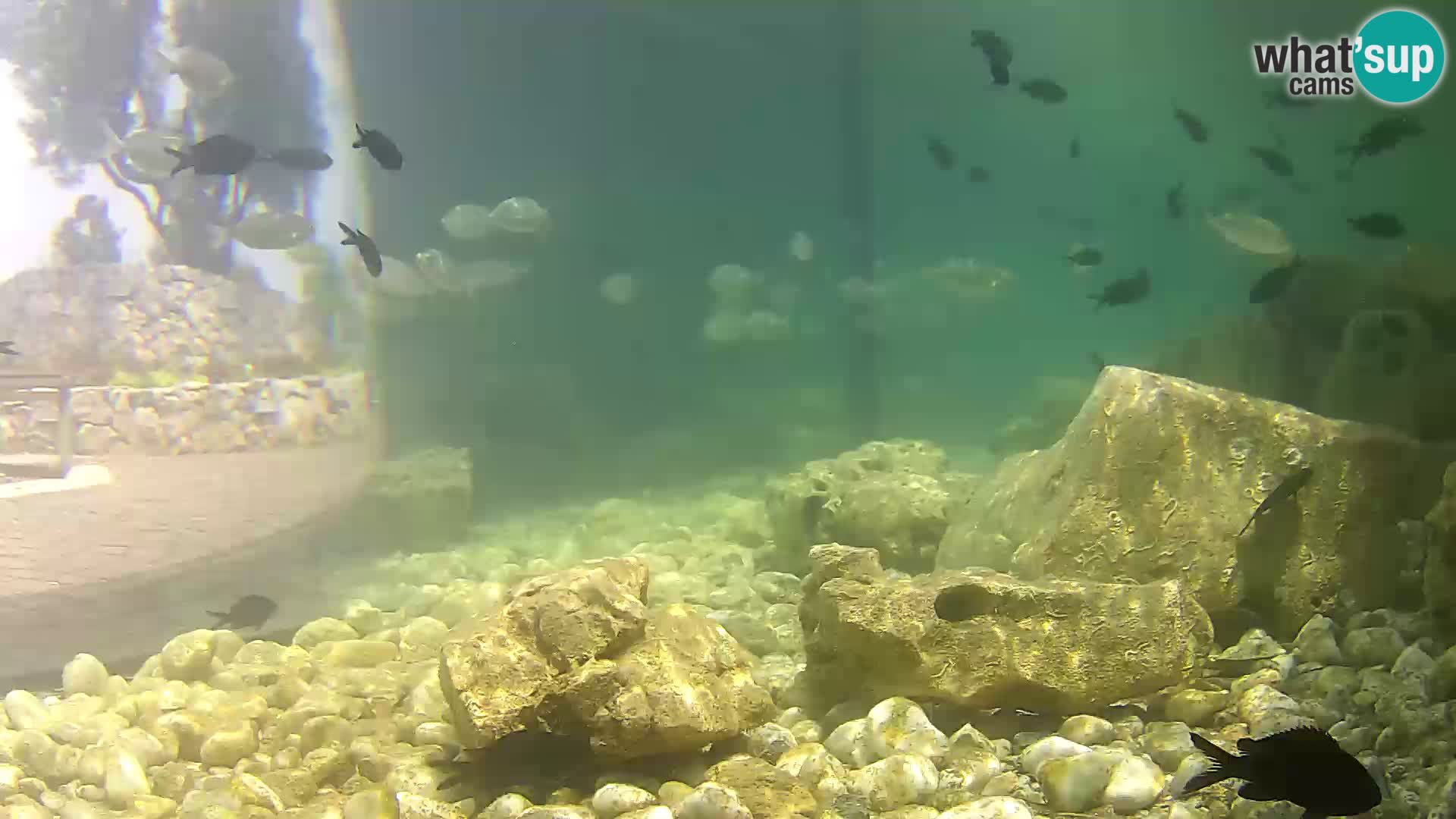 Acuario marino al aire libre Rogoznica webcam Croacia