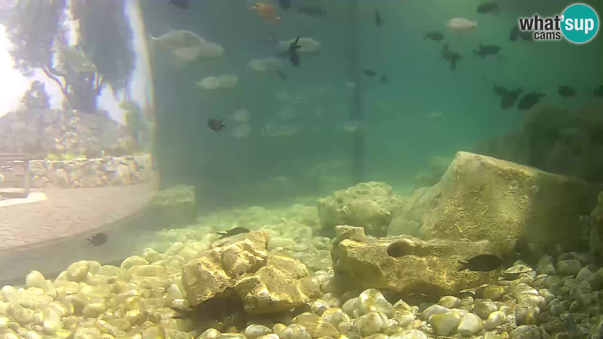 Outdoor Marine Aquarium Rogoznica webcam Croatia