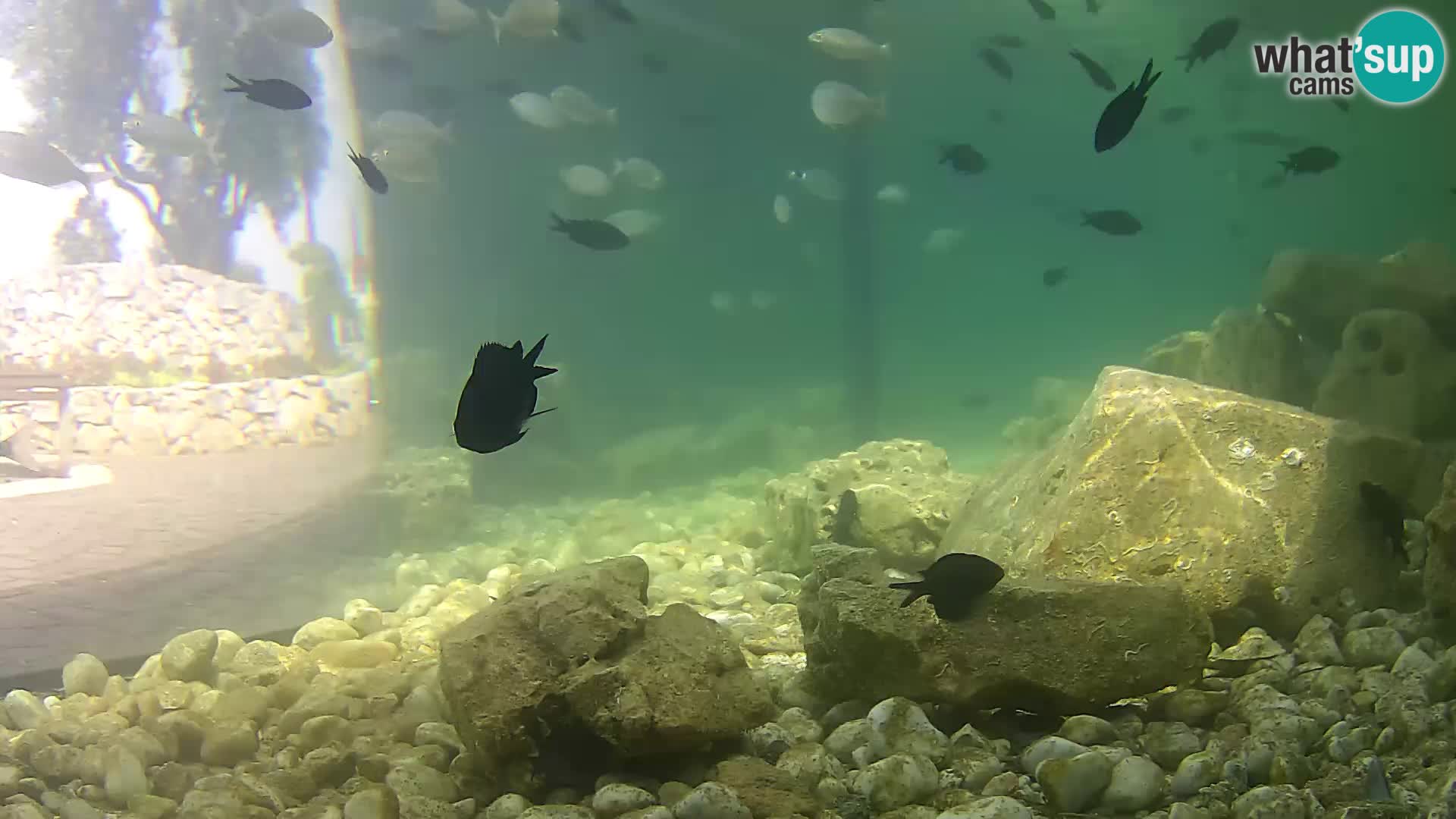 Outdoor Marine Aquarium Rogoznica webcam Croatia