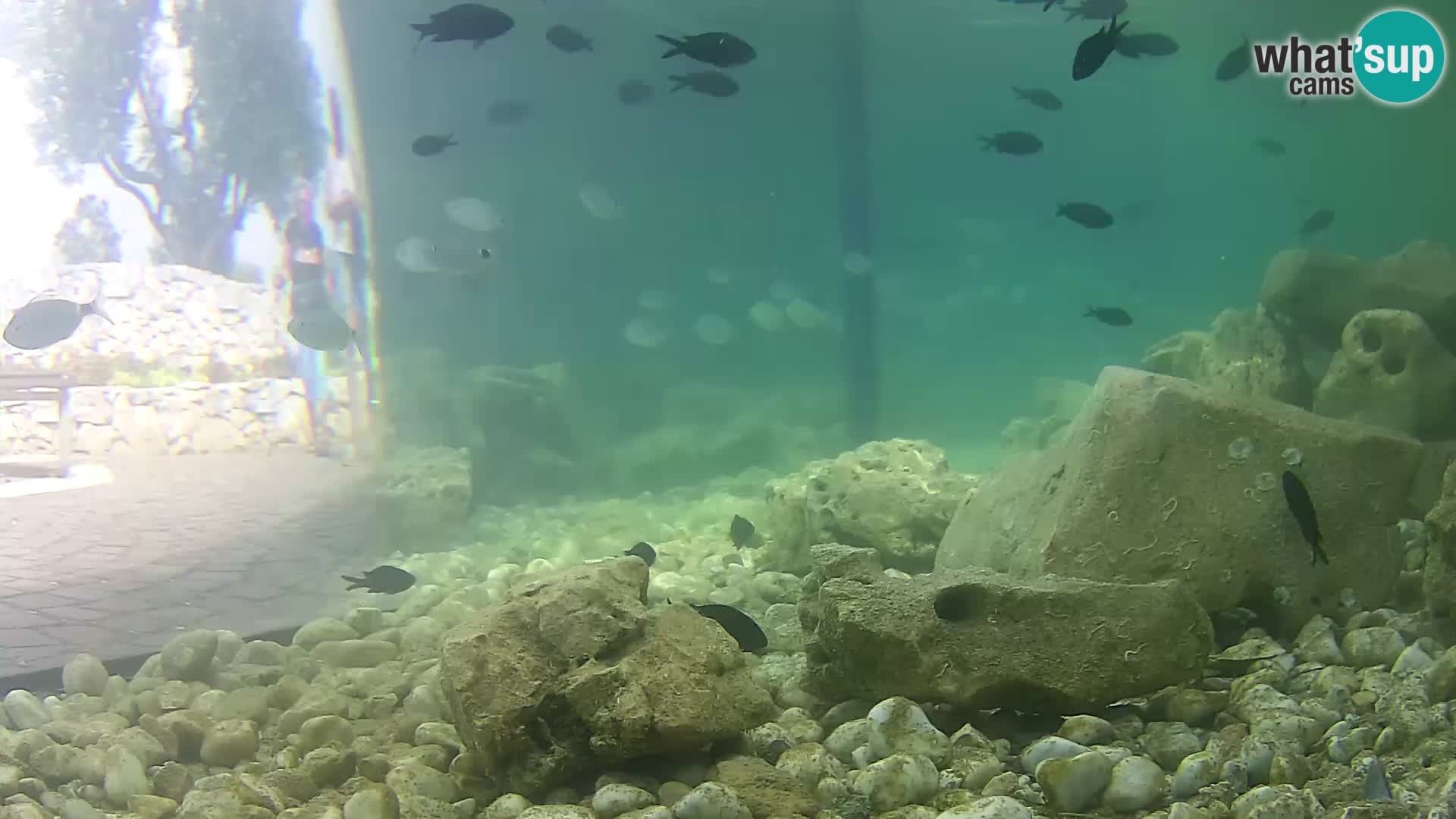 Outdoor Marine Aquarium Rogoznica webcam Croatia