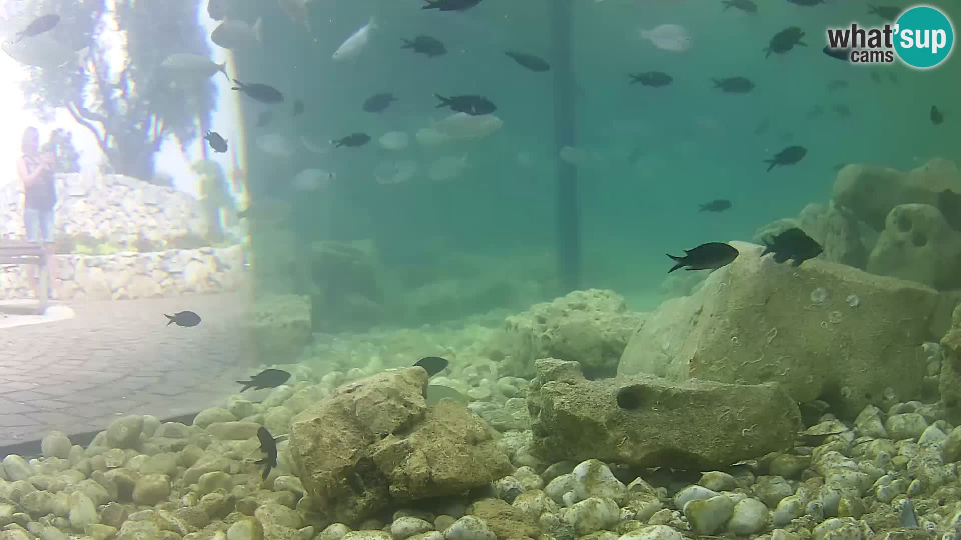 Outdoor Marine Aquarium Rogoznica webcam Croatia
