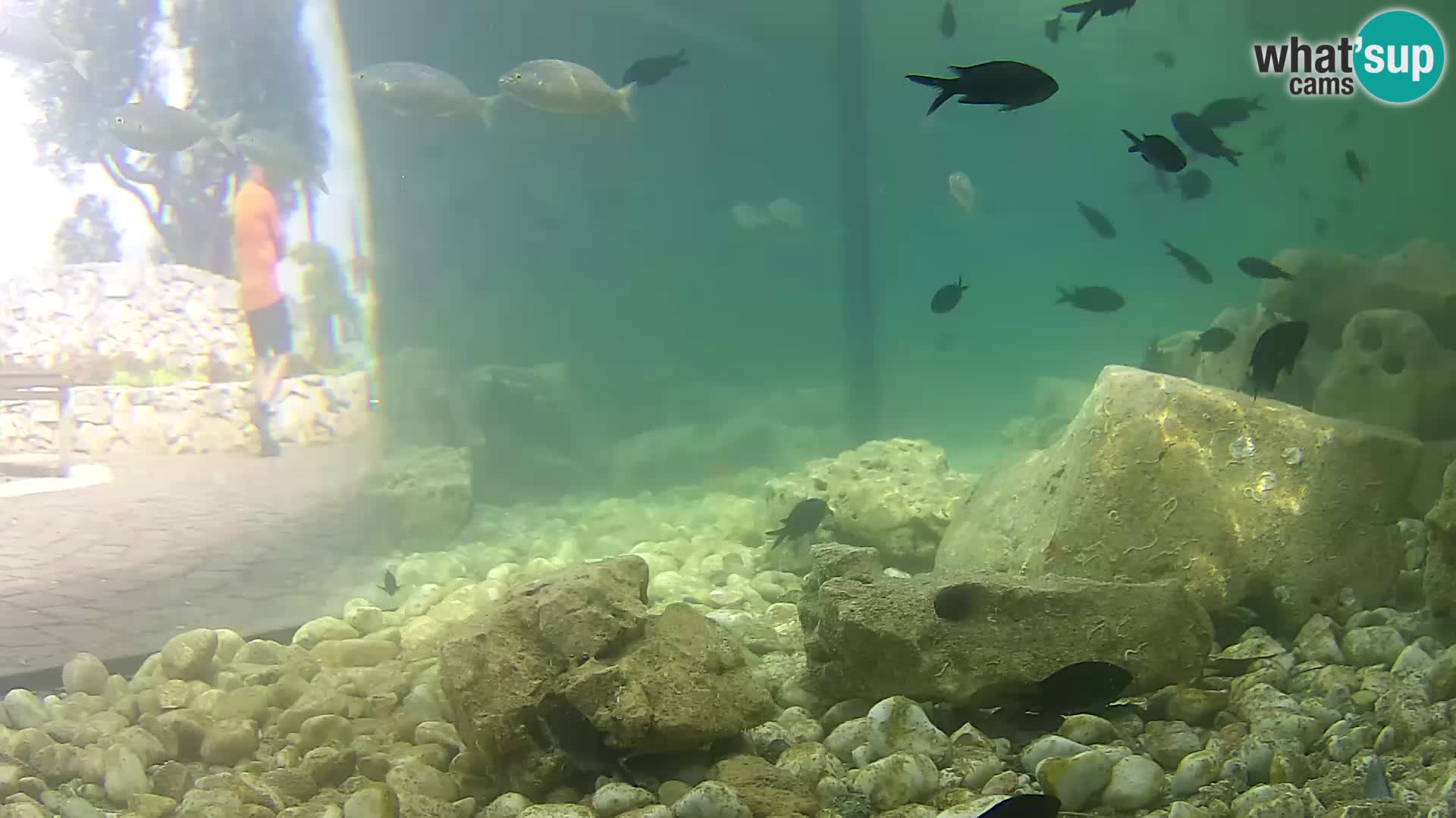 Aquario marino esterno –  Rogoznica livecam Croazia