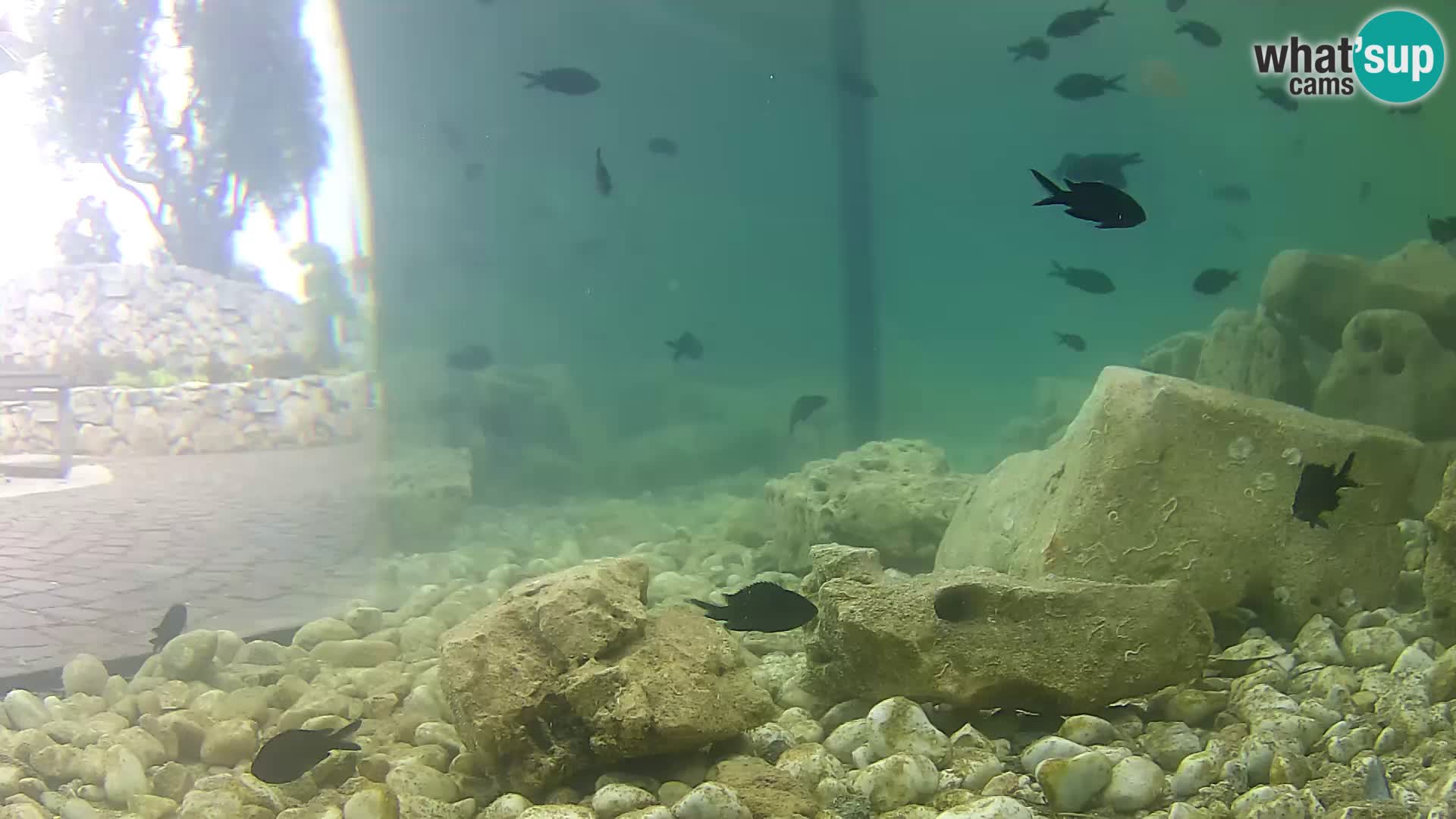 Outdoor Marine Aquarium Rogoznica webcam Croatia