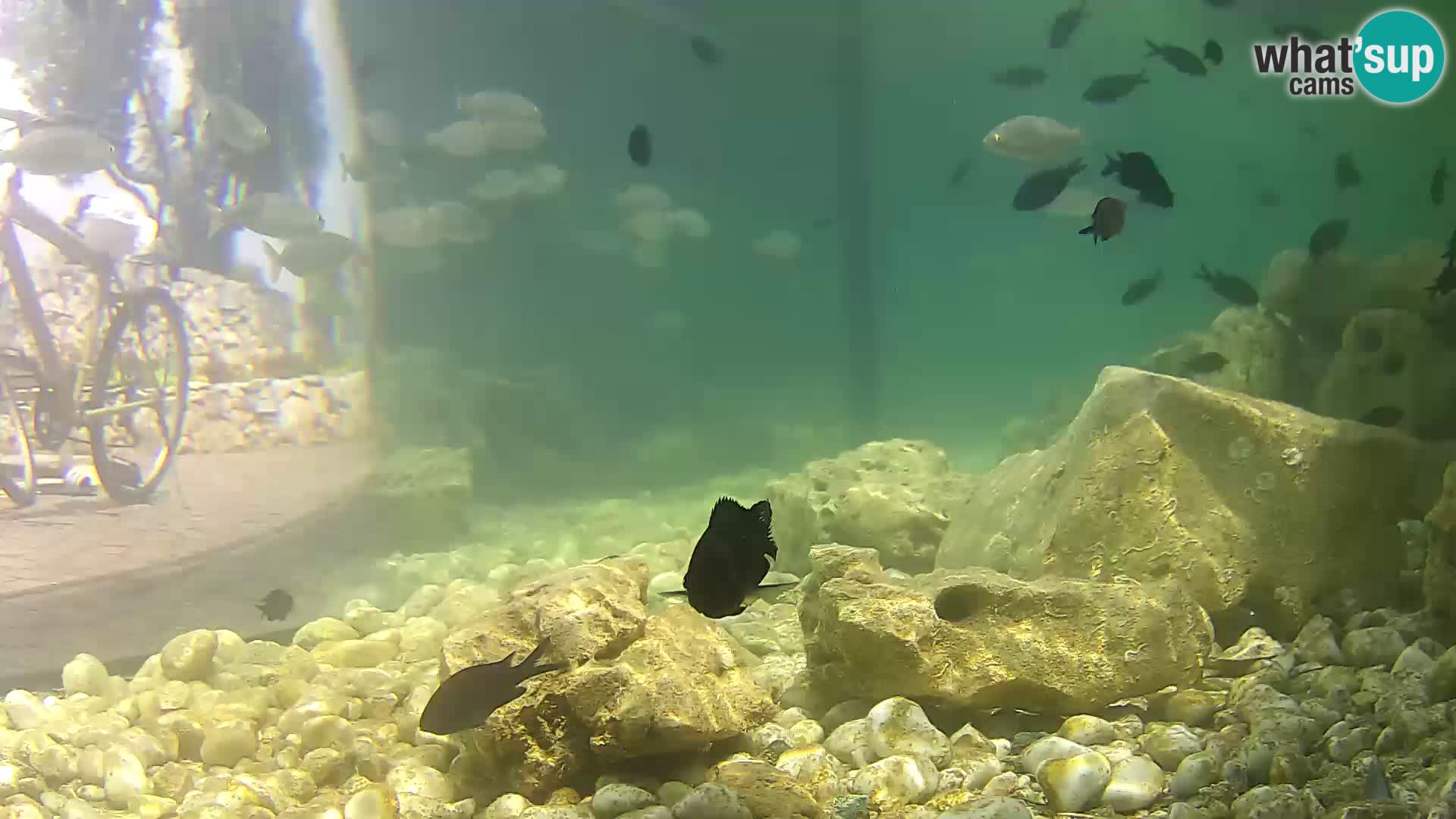 Outdoor Marine Aquarium Rogoznica webcam Croatia