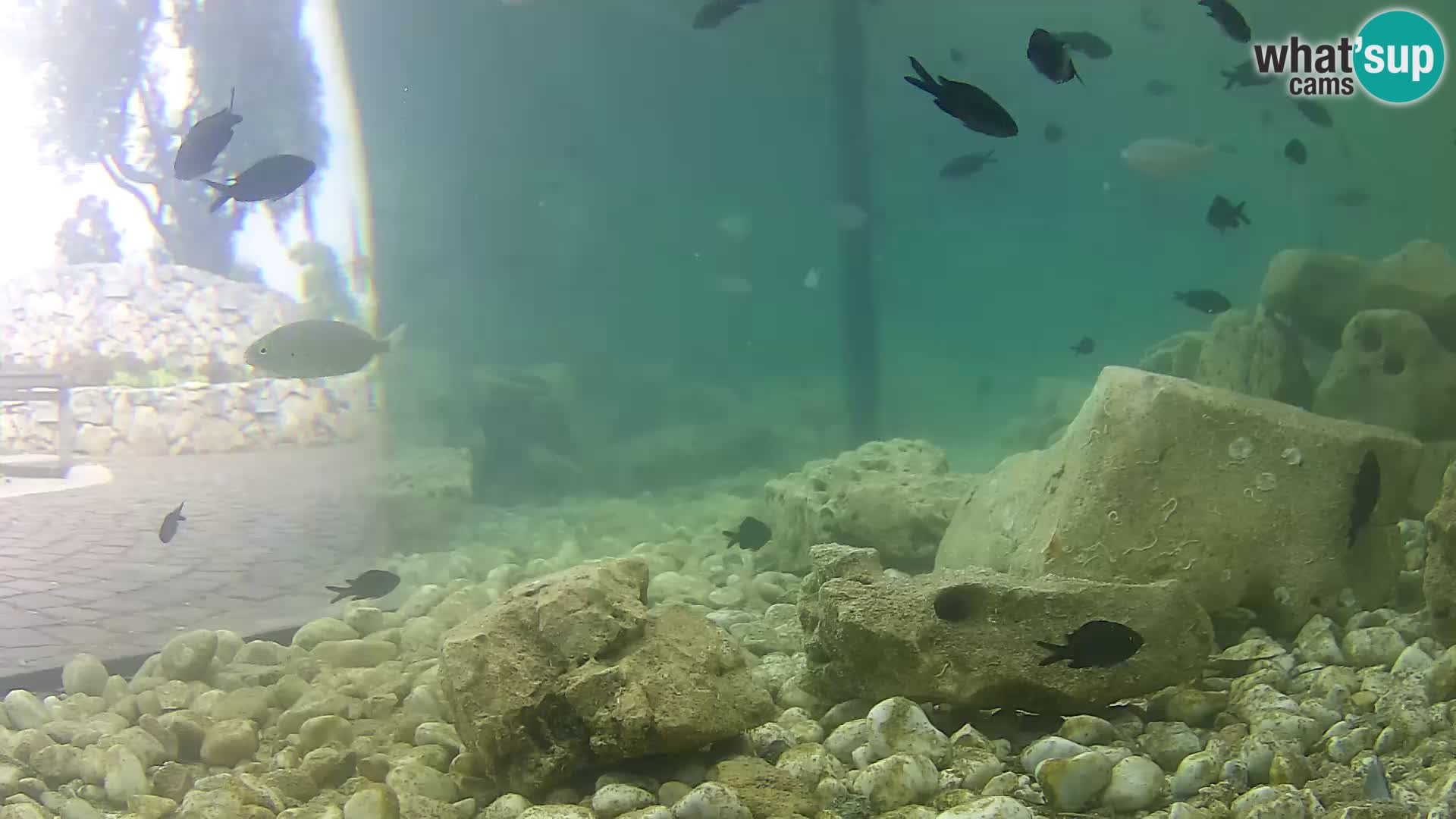 Outdoor Marine Aquarium Rogoznica webcam Croatia