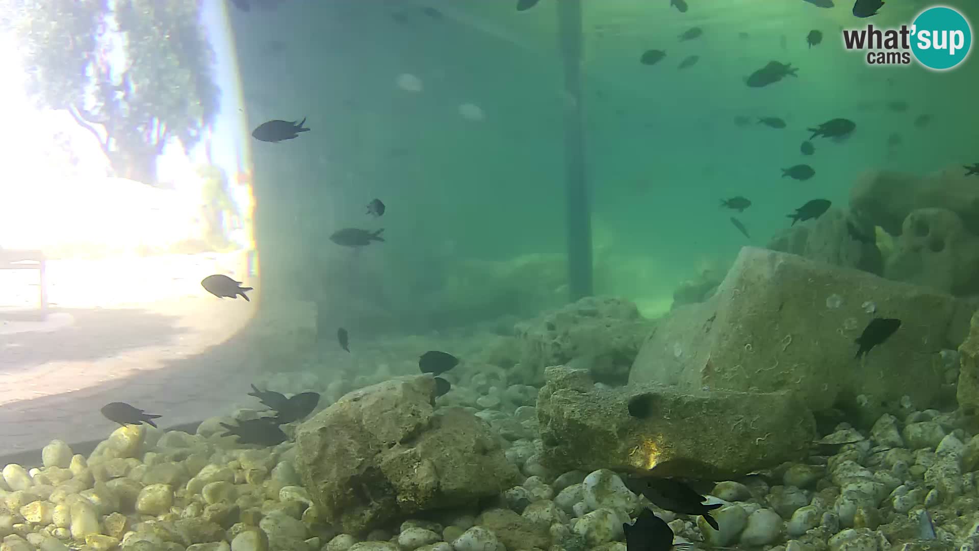 Outdoor Marine Aquarium Rogoznica webcam Croatia