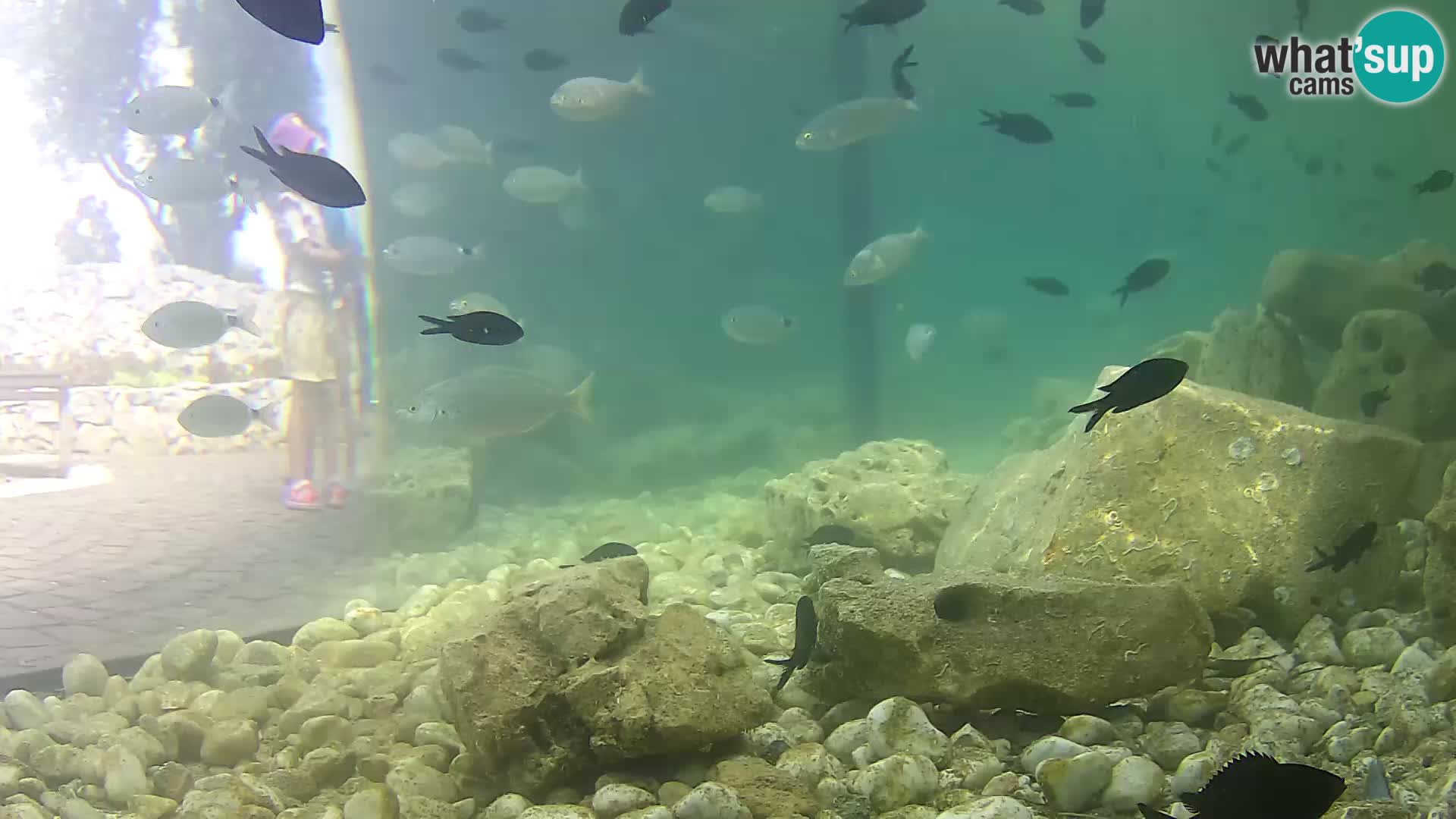 Outdoor Marine Aquarium Rogoznica webcam Croatia