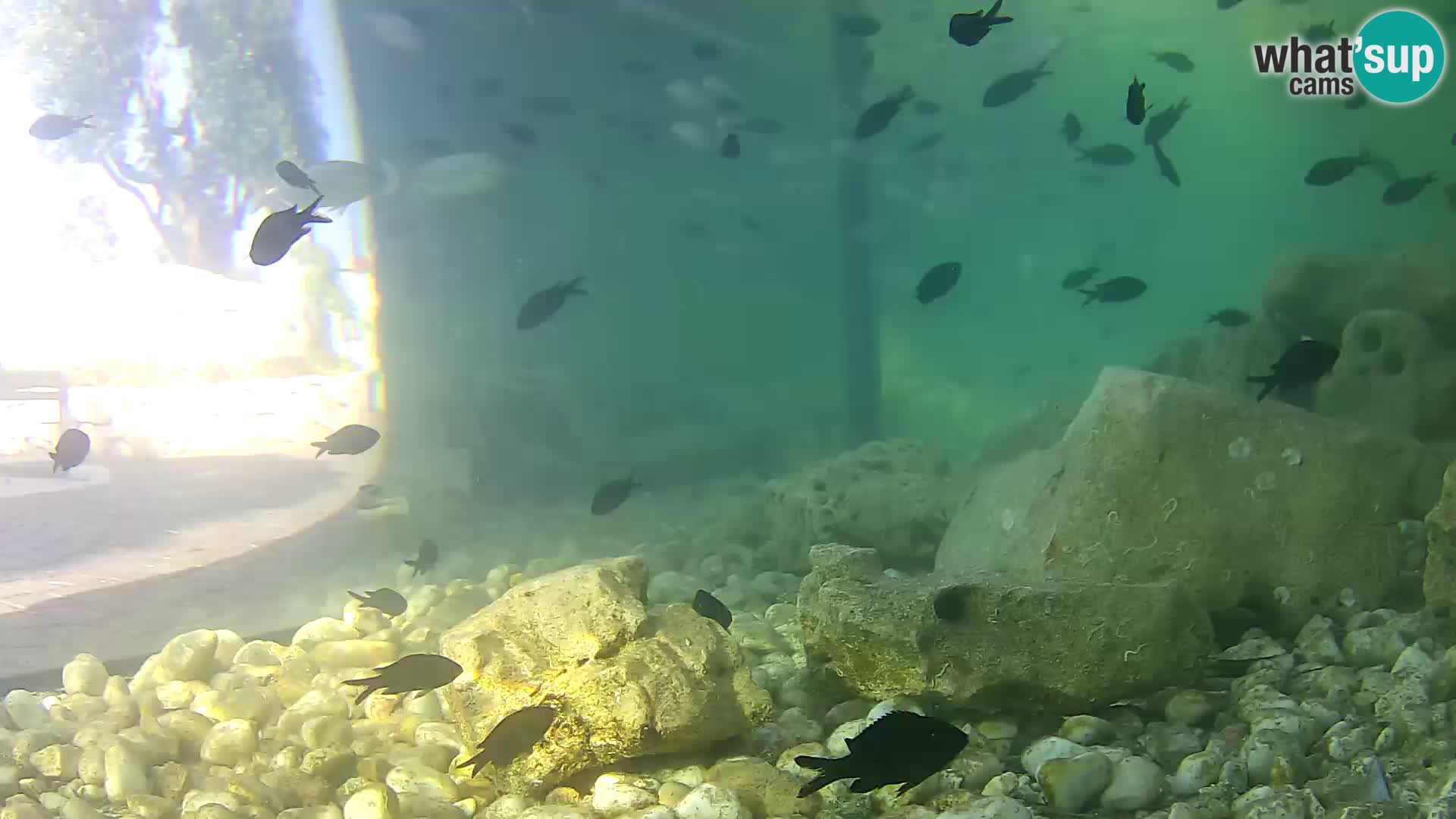 Outdoor Marine Aquarium Rogoznica webcam Croatia