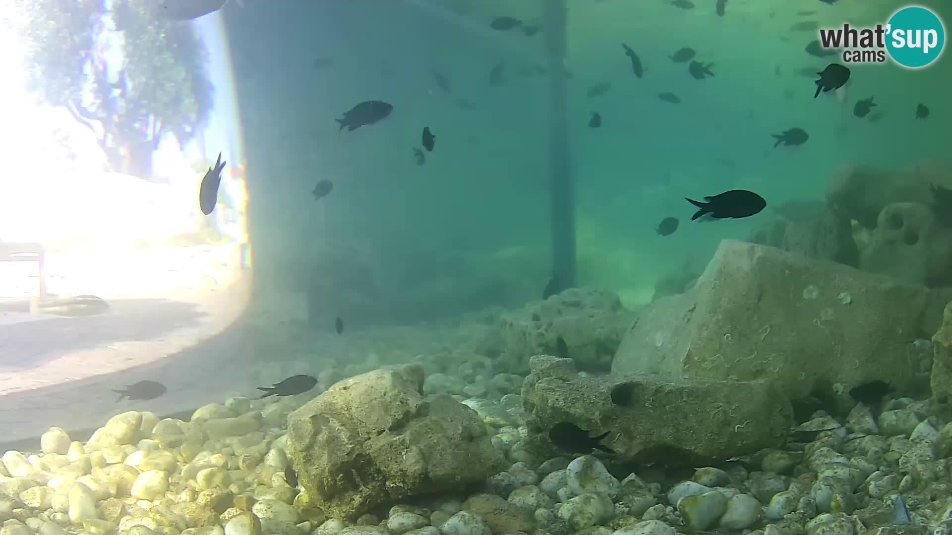 Outdoor Marine Aquarium Rogoznica webcam Croatia