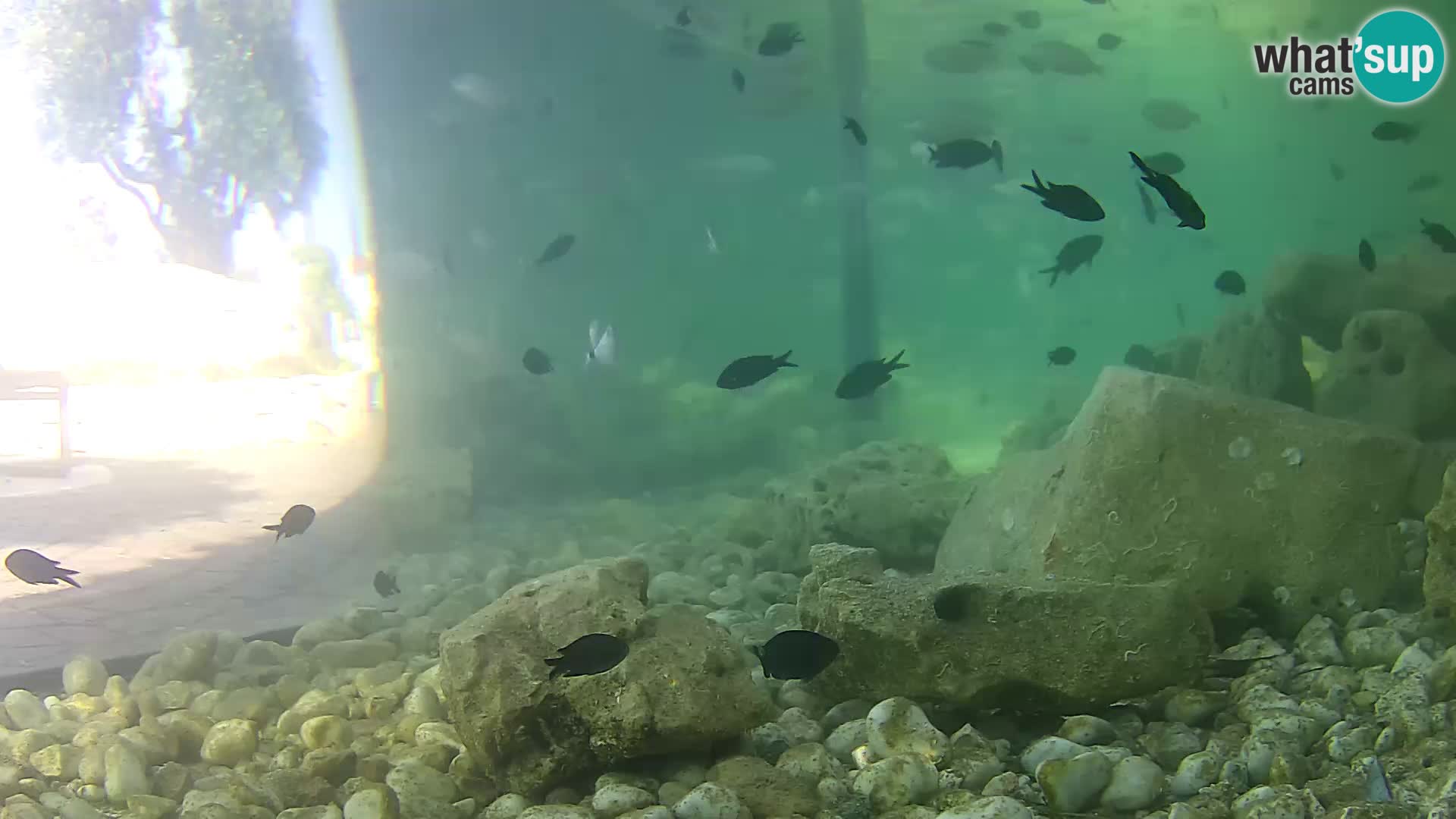 Marine Aquarium im Freien Rogoznica webcam Kroatien