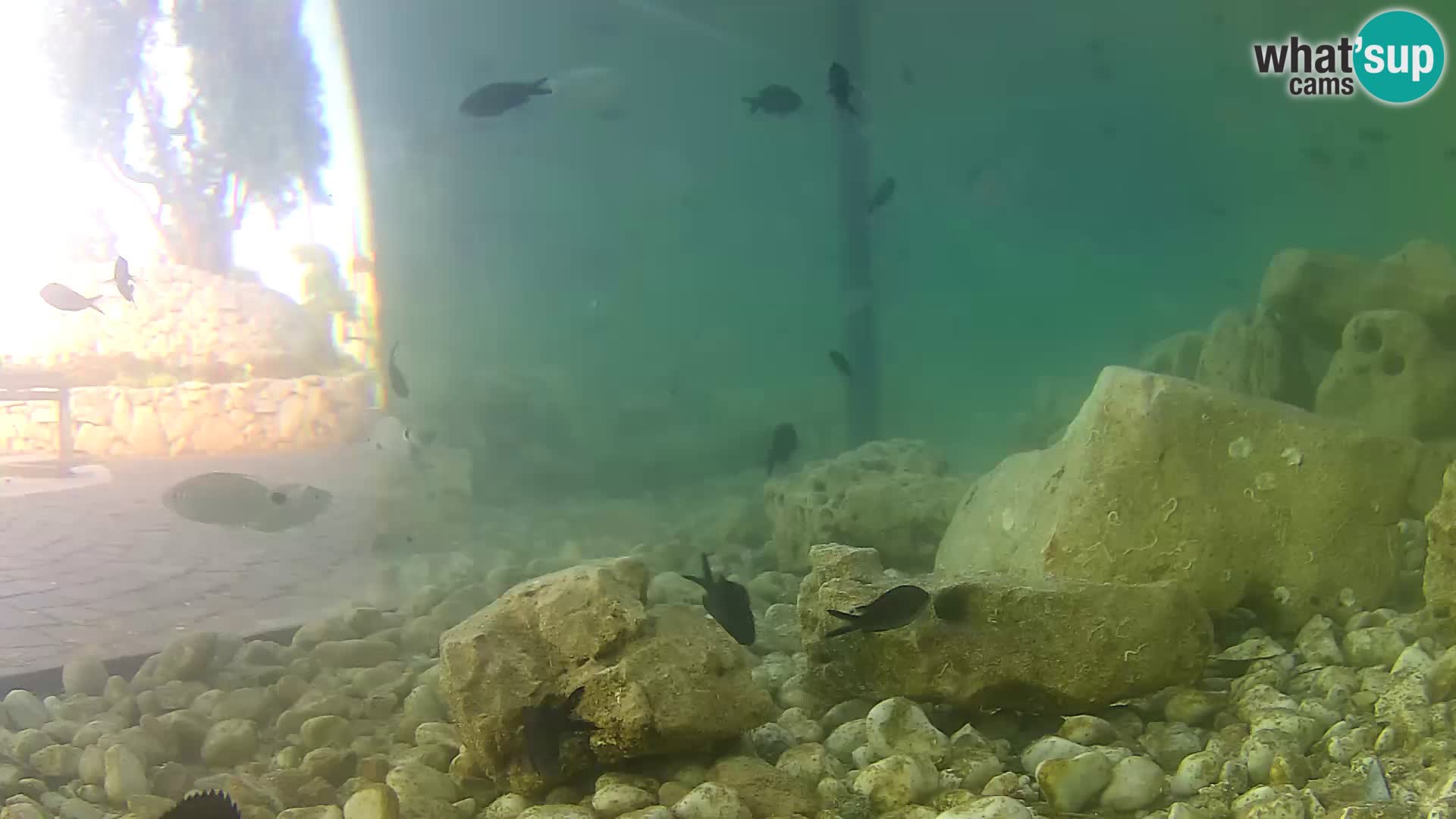 Outdoor Marine Aquarium Rogoznica webcam Croatia