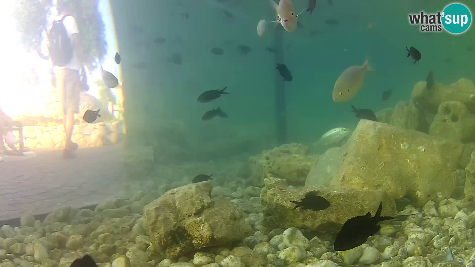 Outdoor Marine Aquarium Rogoznica webcam Croatia
