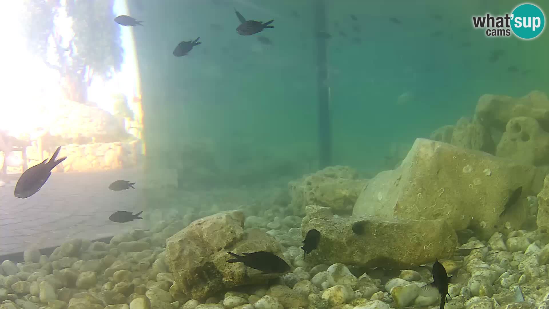 Outdoor Marine Aquarium Rogoznica webcam Croatia