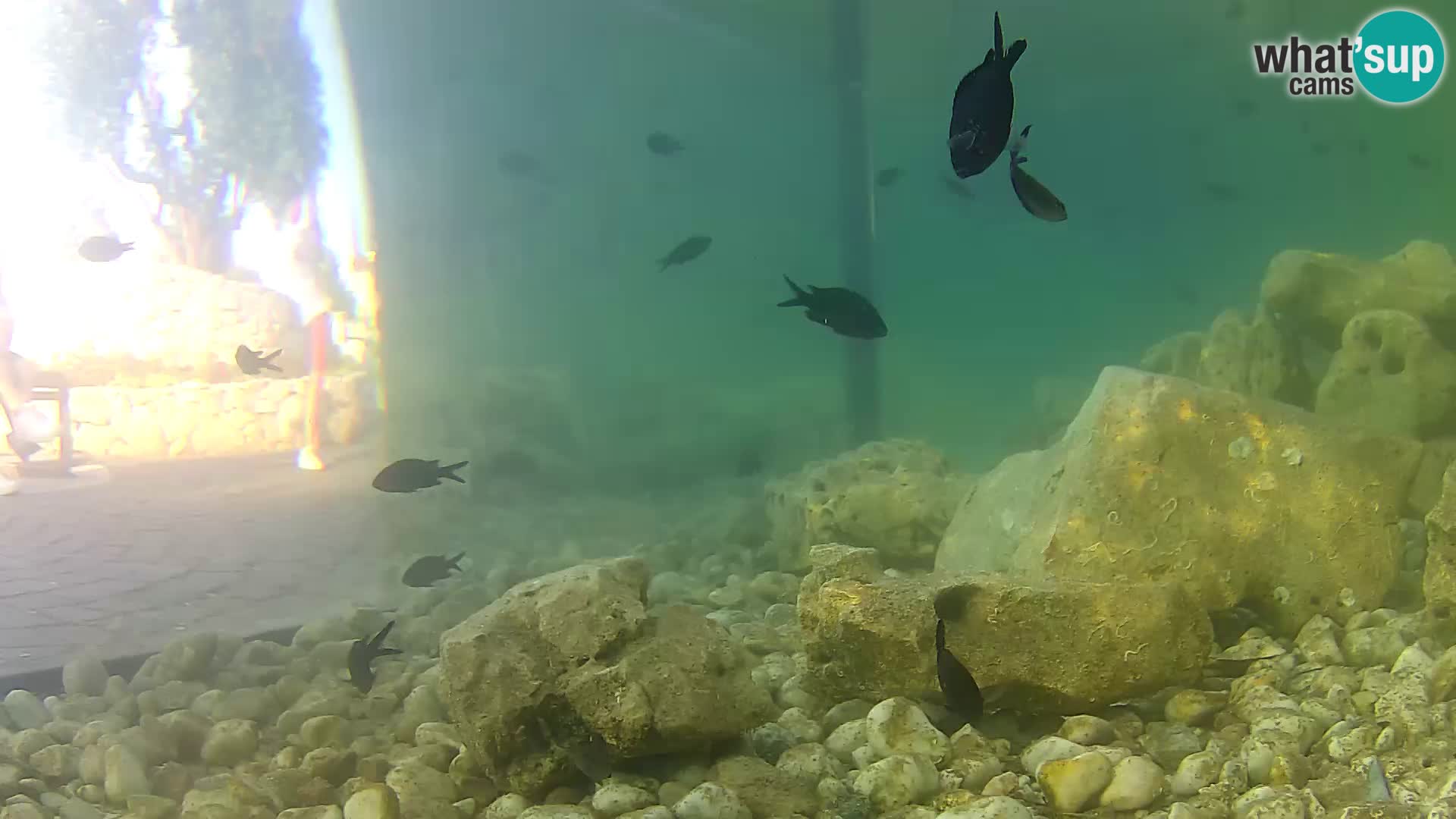 Outdoor Marine Aquarium Rogoznica webcam Croatia