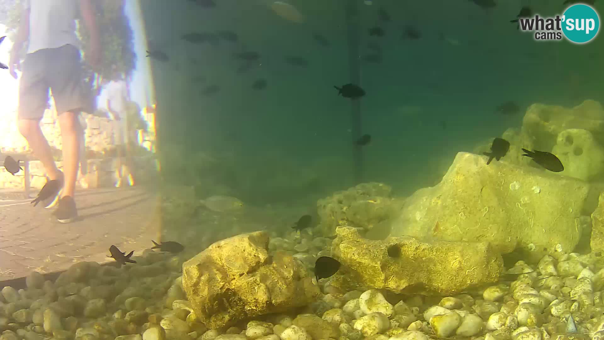 Outdoor Marine Aquarium Rogoznica webcam Croatia