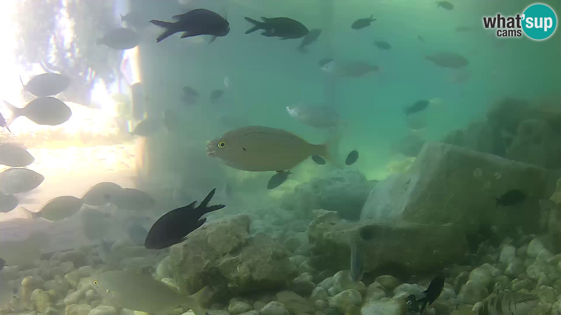 Aquario marino esterno –  Rogoznica livecam Croazia