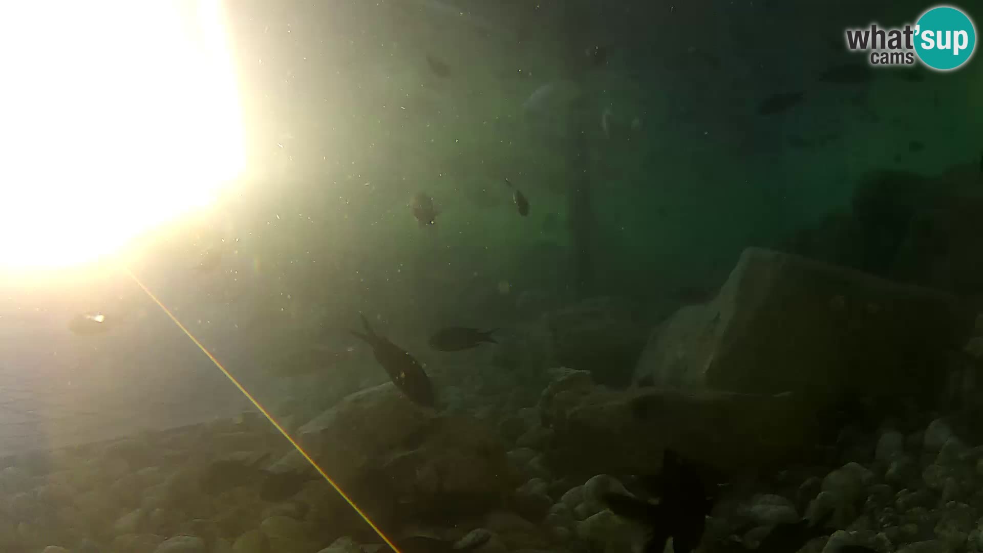 Aquario marino esterno –  Rogoznica livecam Croazia