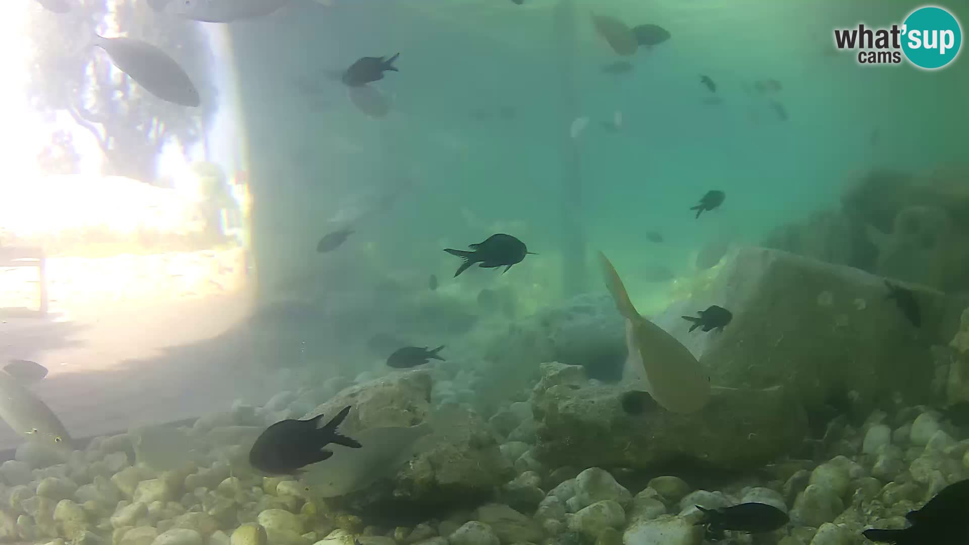 Outdoor Marine Aquarium Rogoznica webcam Croatia