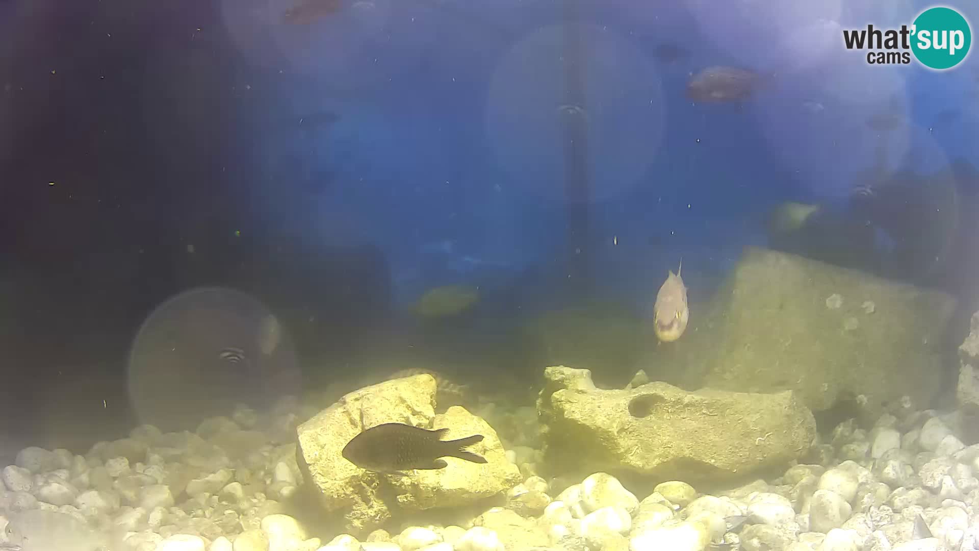 Outdoor Marine Aquarium Rogoznica webcam Croatia