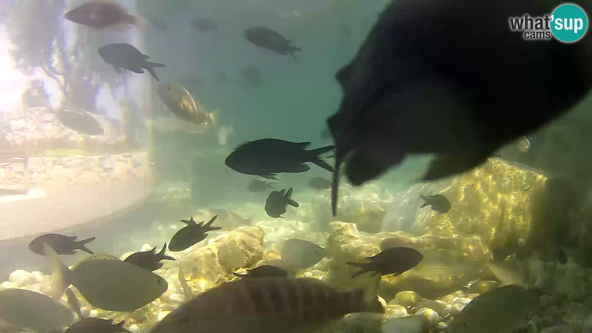 Aquario marino esterno –  Rogoznica livecam Croazia