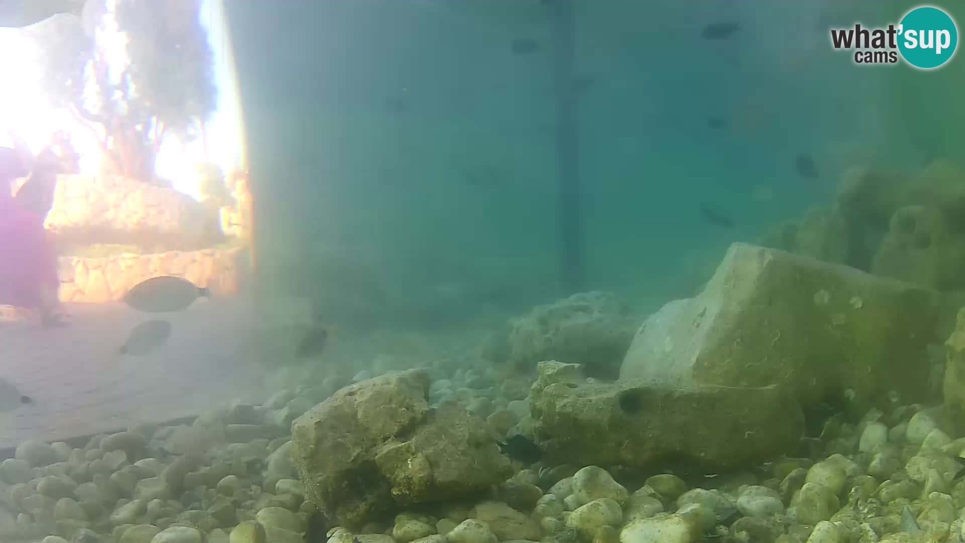 Outdoor Marine Aquarium Rogoznica webcam Croatia