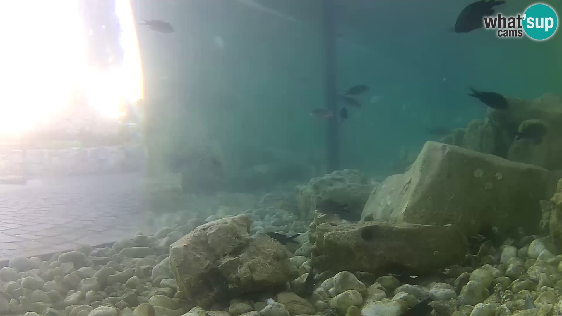 Marine Aquarium im Freien Rogoznica webcam Kroatien