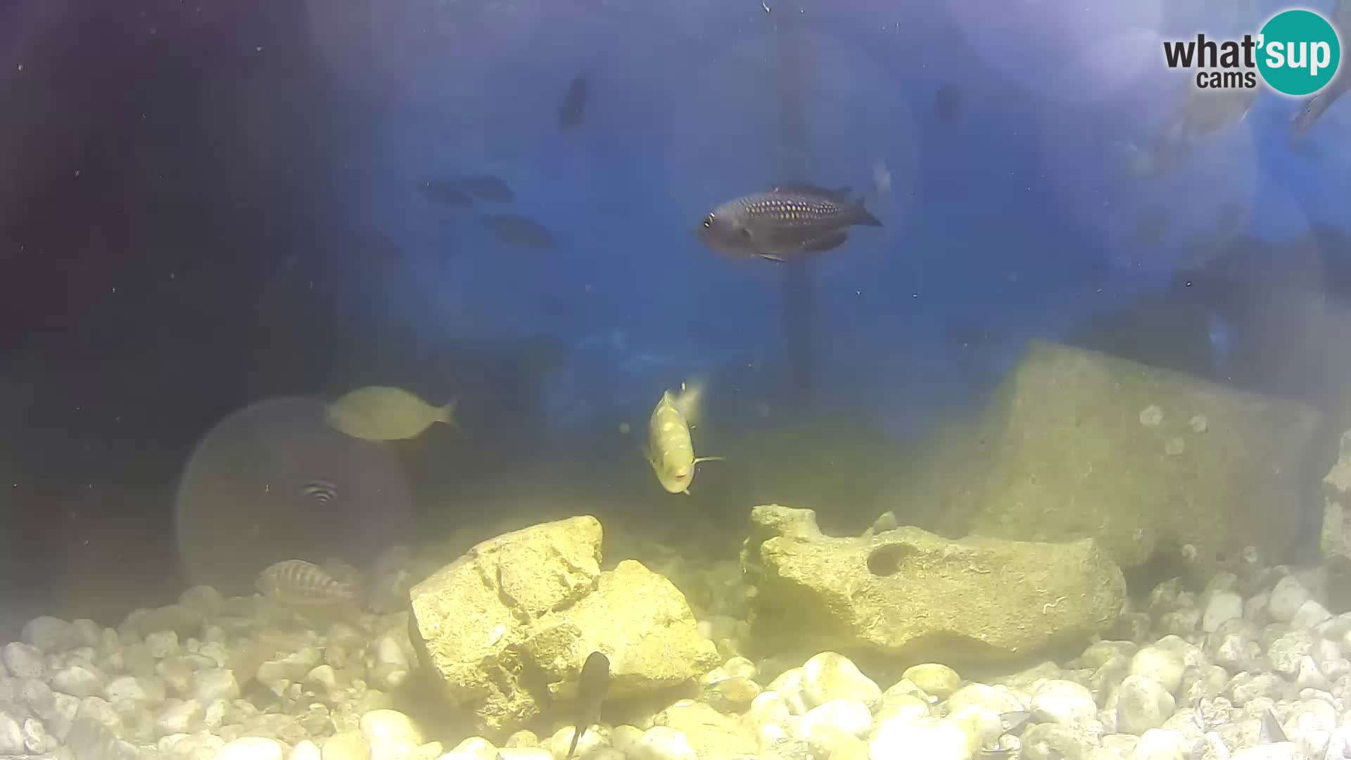 Marine Aquarium im Freien Rogoznica webcam Kroatien