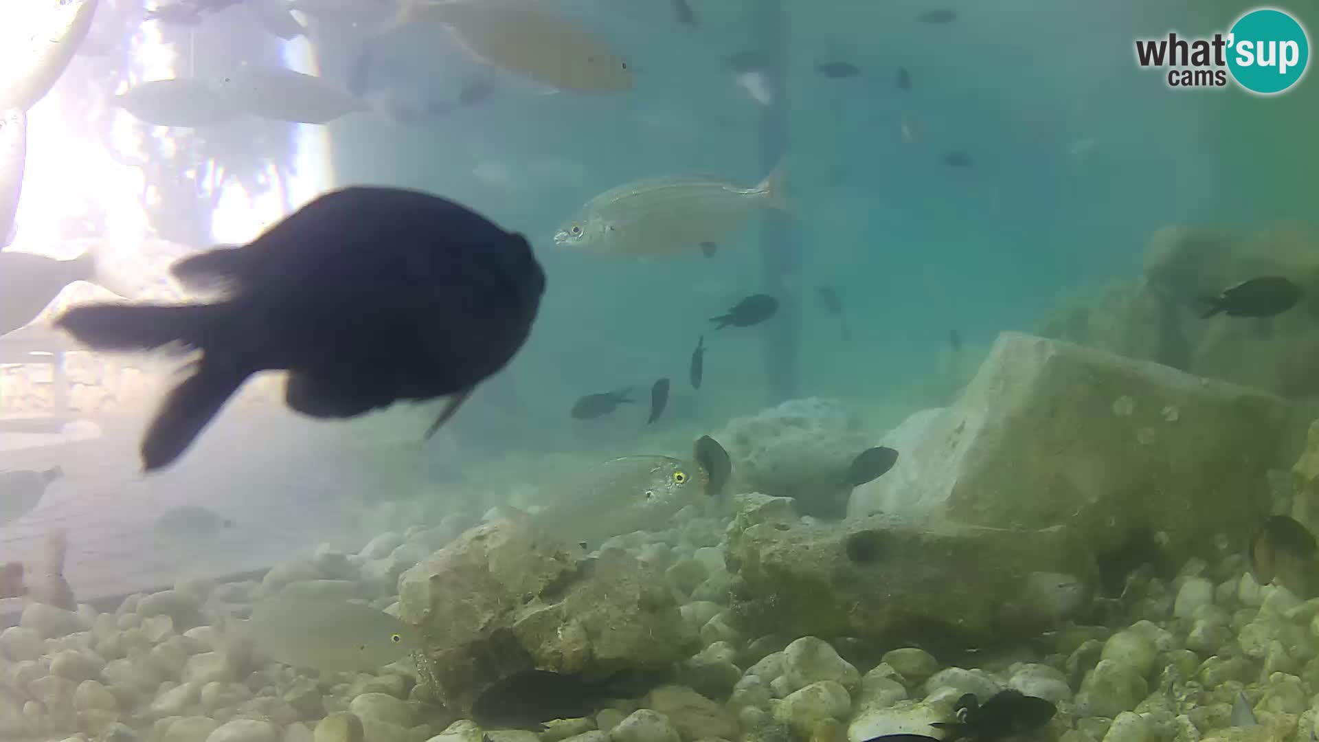 Zunanji morski akvarij Rogoznica spletna kamera Hrvaška