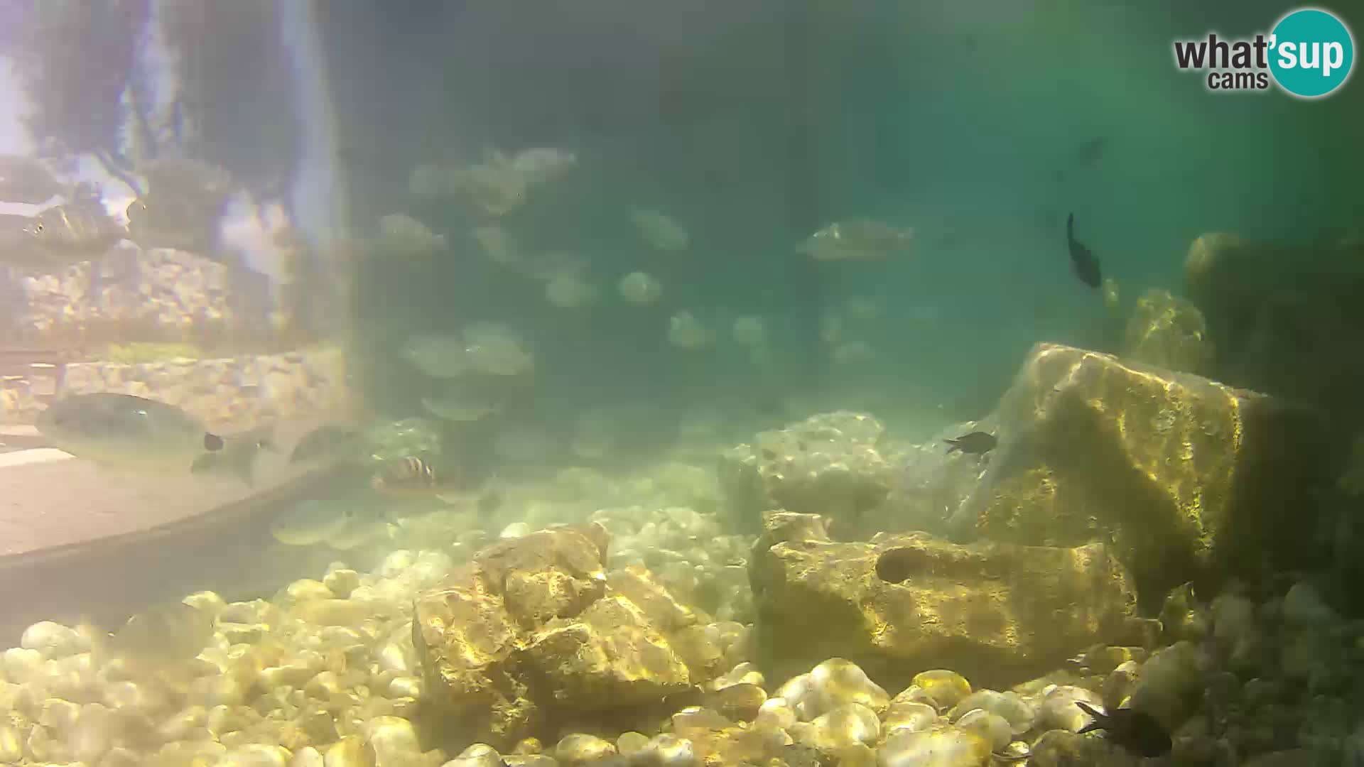 Aquario marino esterno –  Rogoznica livecam Croazia