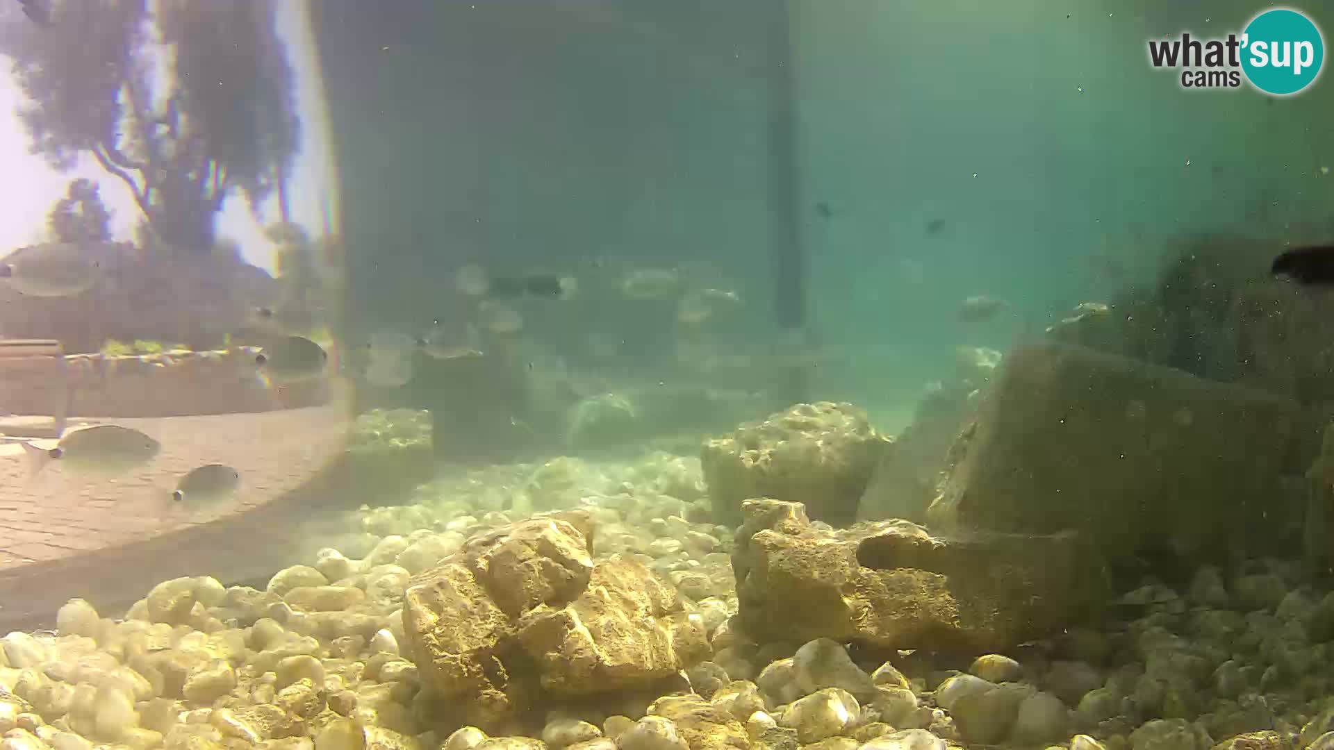 Outdoor Marine Aquarium Rogoznica webcam Croatia