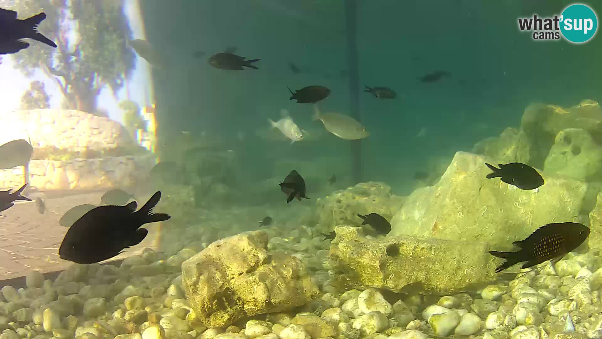 Aquario marino esterno –  Rogoznica livecam Croazia