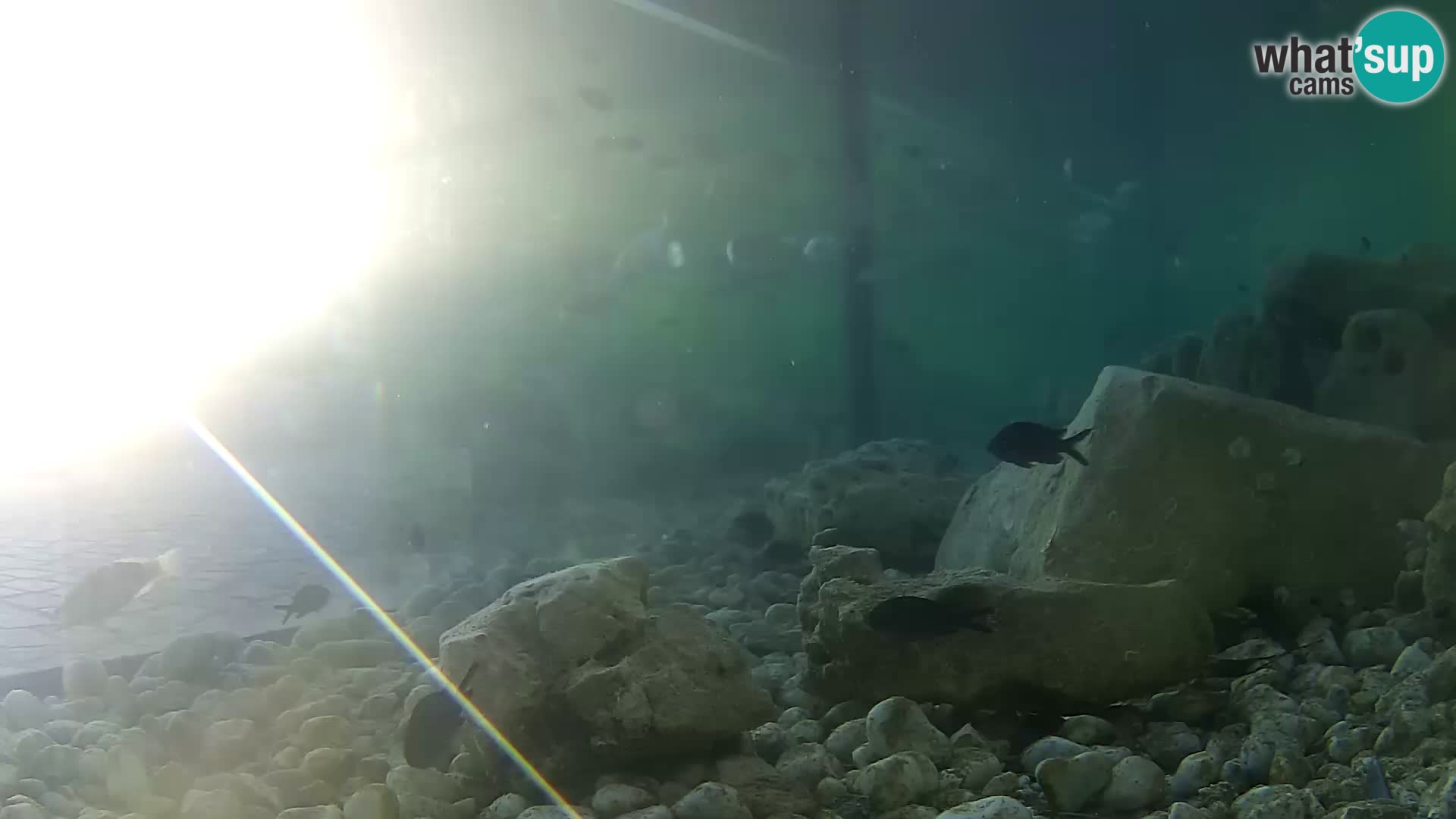 Aquario marino esterno –  Rogoznica livecam Croazia
