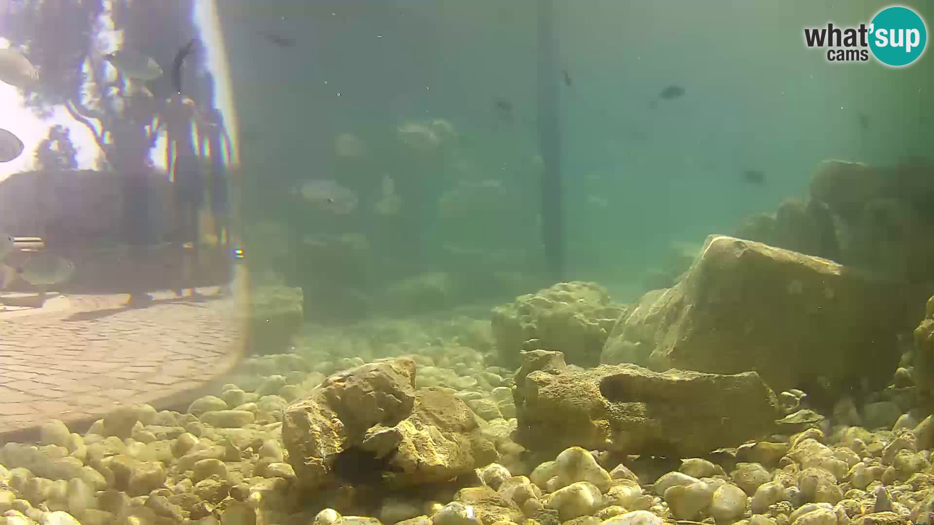 Outdoor Marine Aquarium Rogoznica webcam Croatia