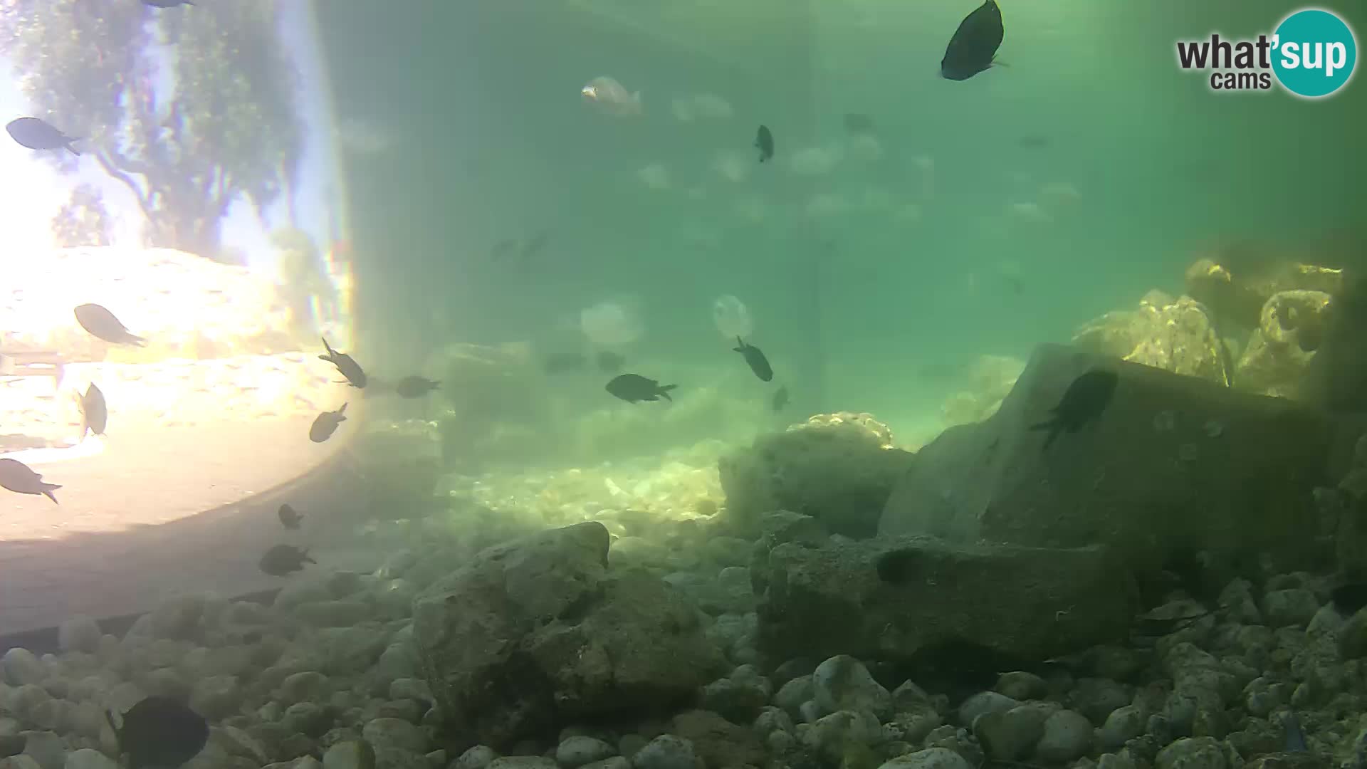 Marine Aquarium im Freien Rogoznica webcam Kroatien