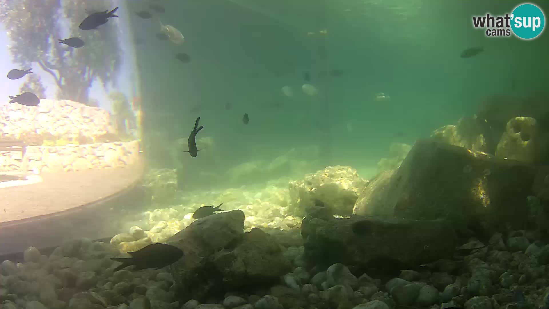 Marine Aquarium im Freien Rogoznica webcam Kroatien