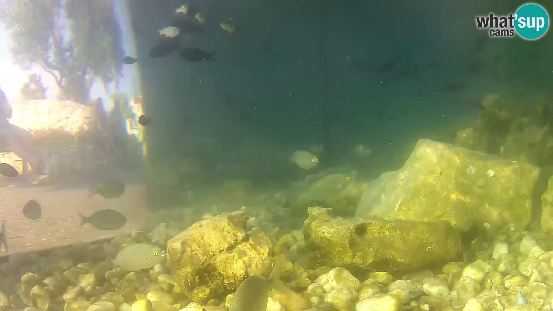 Webcam de l’aquarium marin extérieur de Rogoznica Croatie