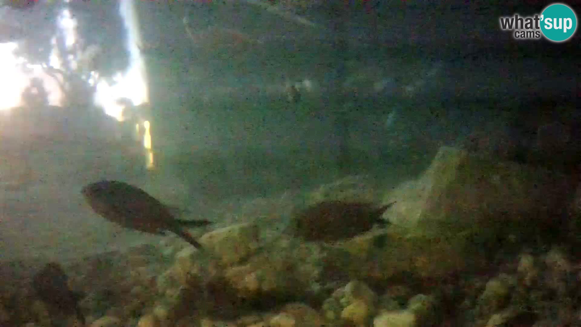 Outdoor Marine Aquarium Rogoznica webcam Croatia
