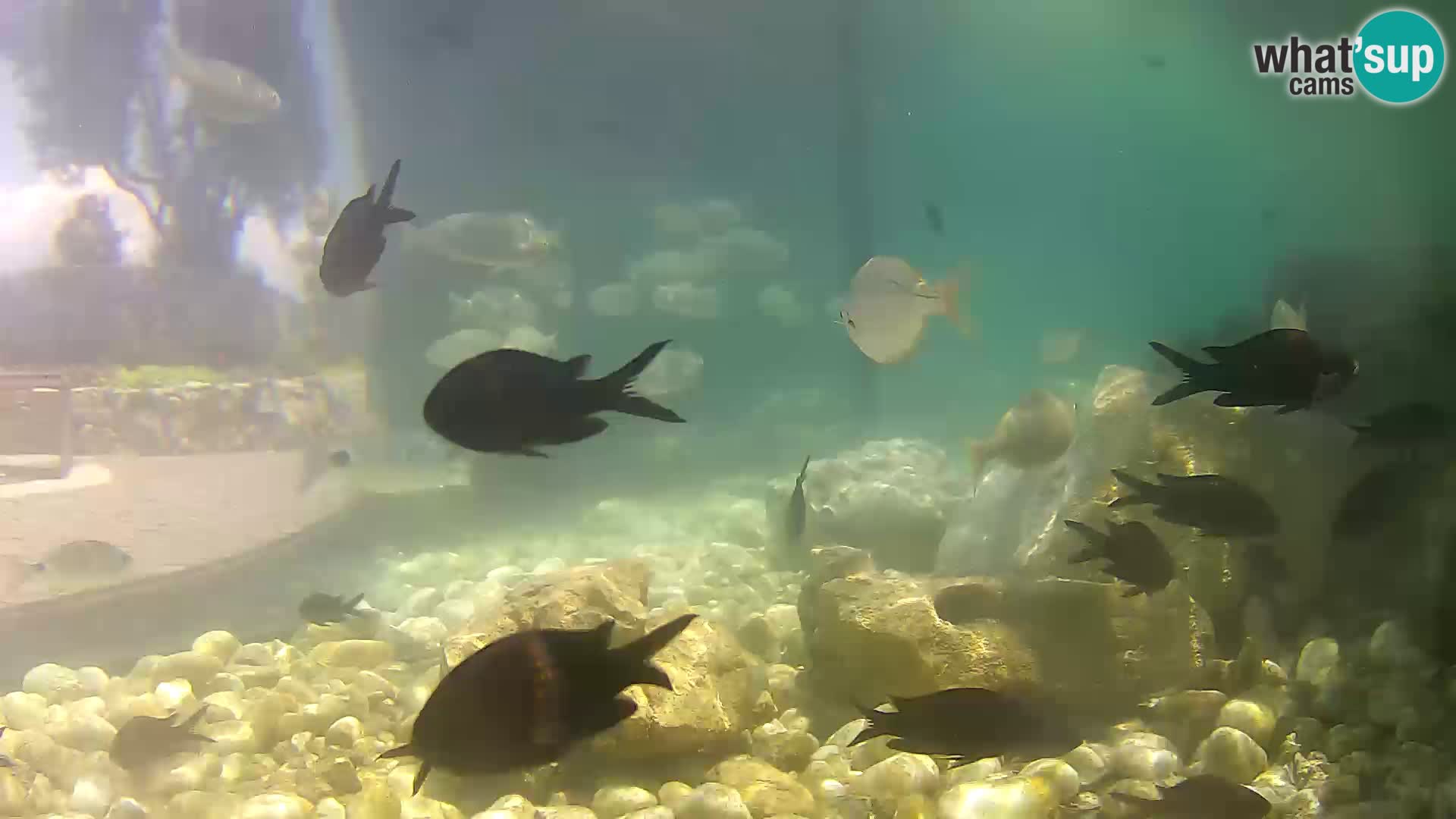 Acuario marino al aire libre Rogoznica webcam Croacia