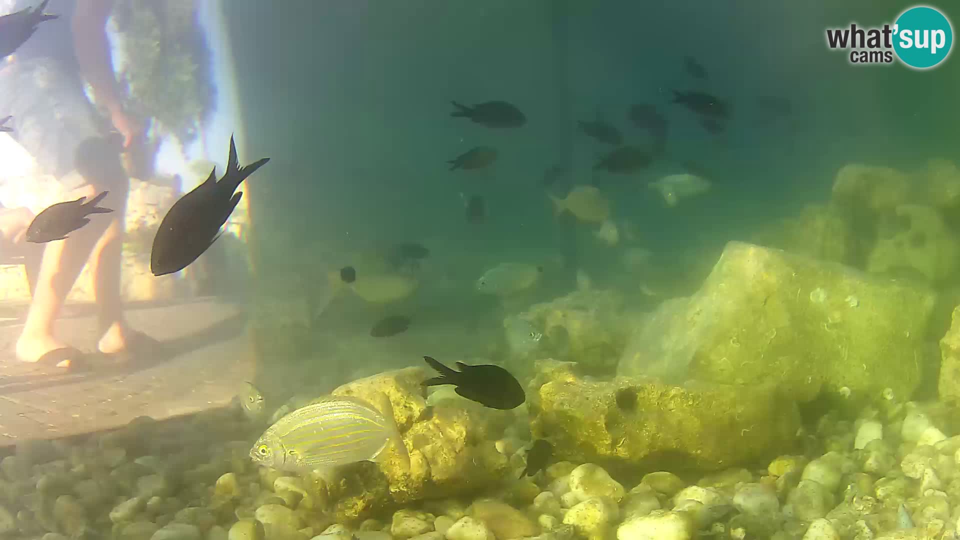 Zunanji morski akvarij Rogoznica spletna kamera Hrvaška