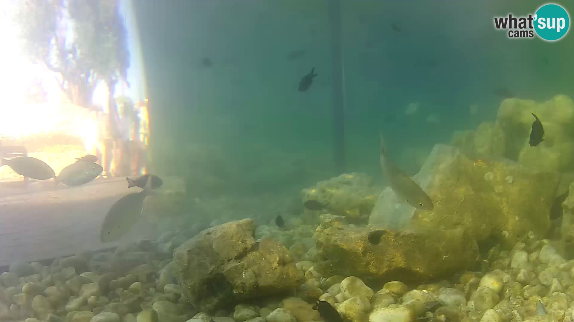 Outdoor Marine Aquarium Rogoznica webcam Croatia