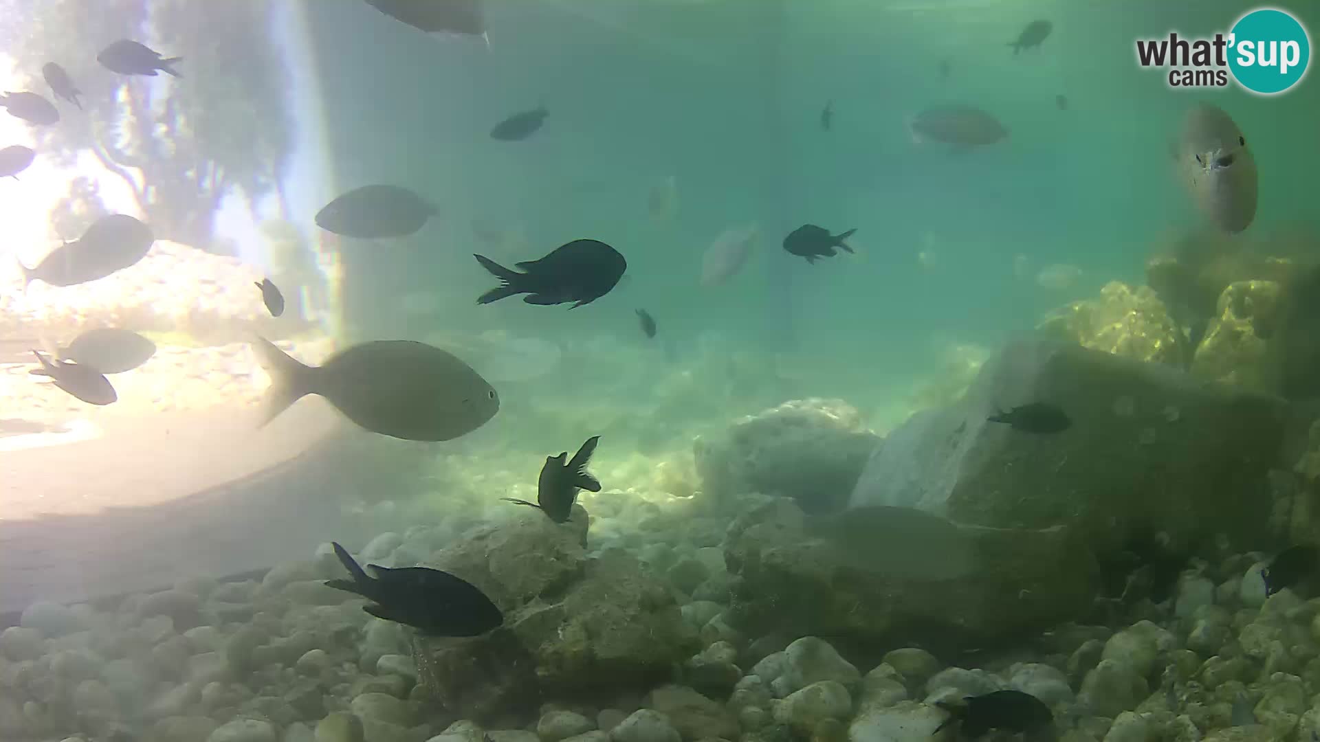 Webcam de l’aquarium marin extérieur de Rogoznica Croatie