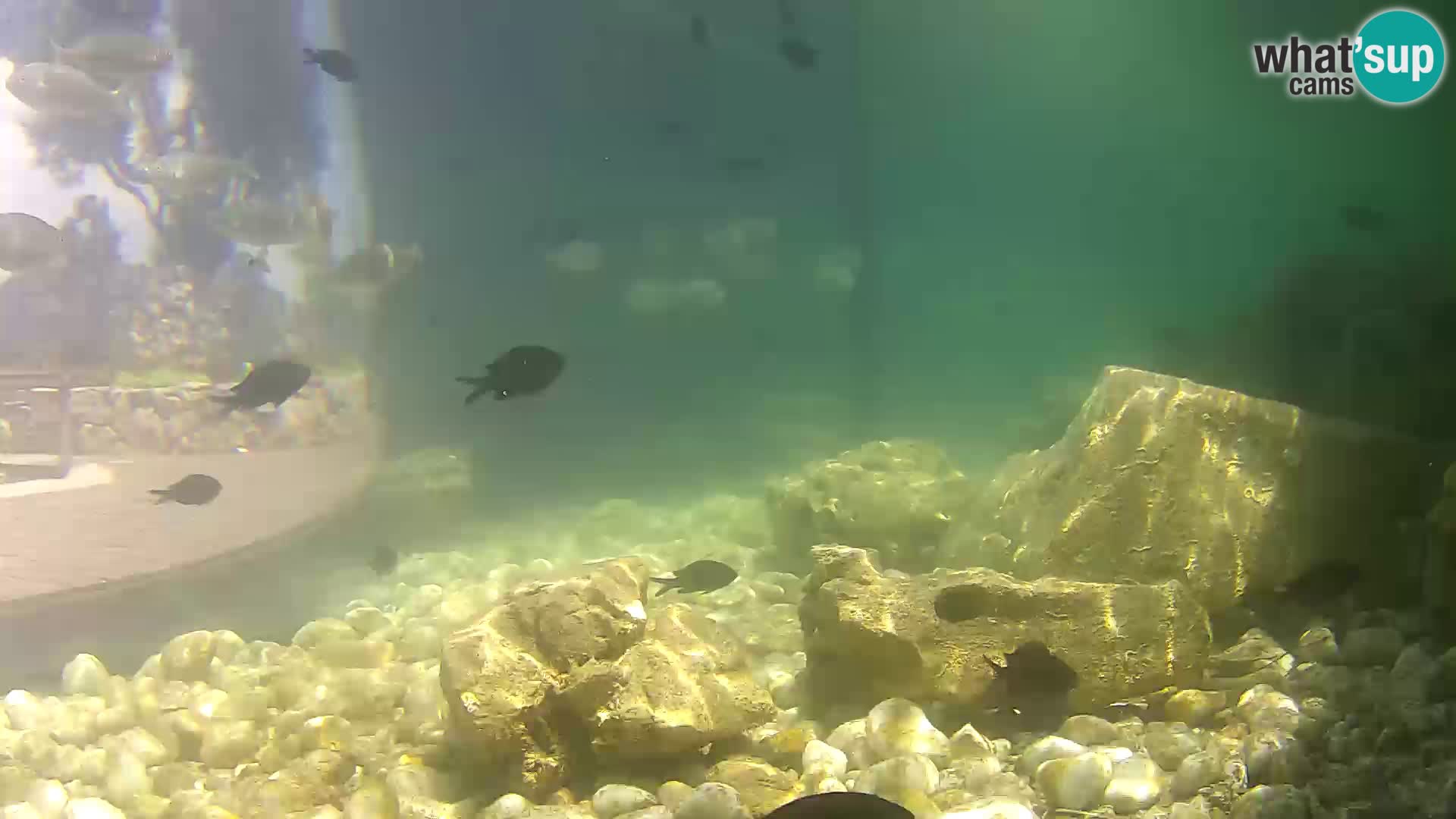 Outdoor Marine Aquarium Rogoznica webcam Croatia