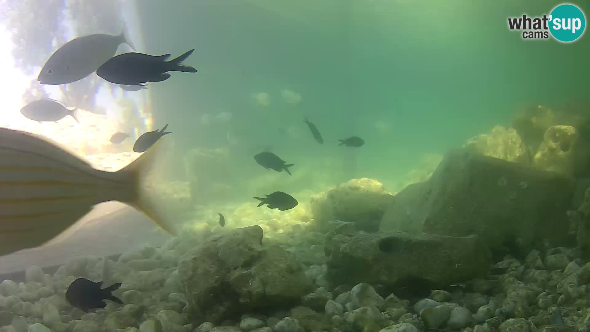 Outdoor Marine Aquarium Rogoznica webcam Croatia
