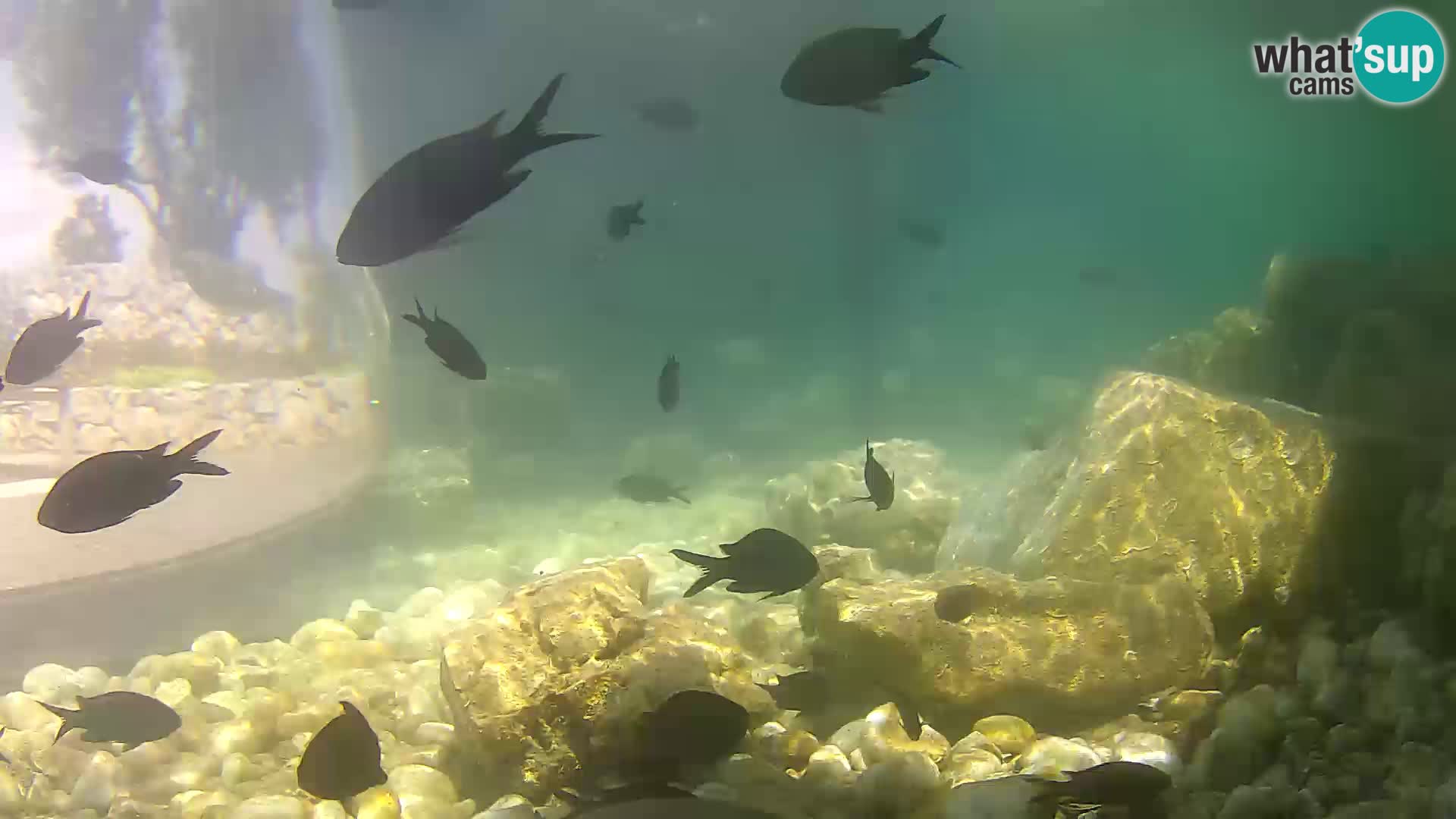 Zunanji morski akvarij Rogoznica spletna kamera Hrvaška