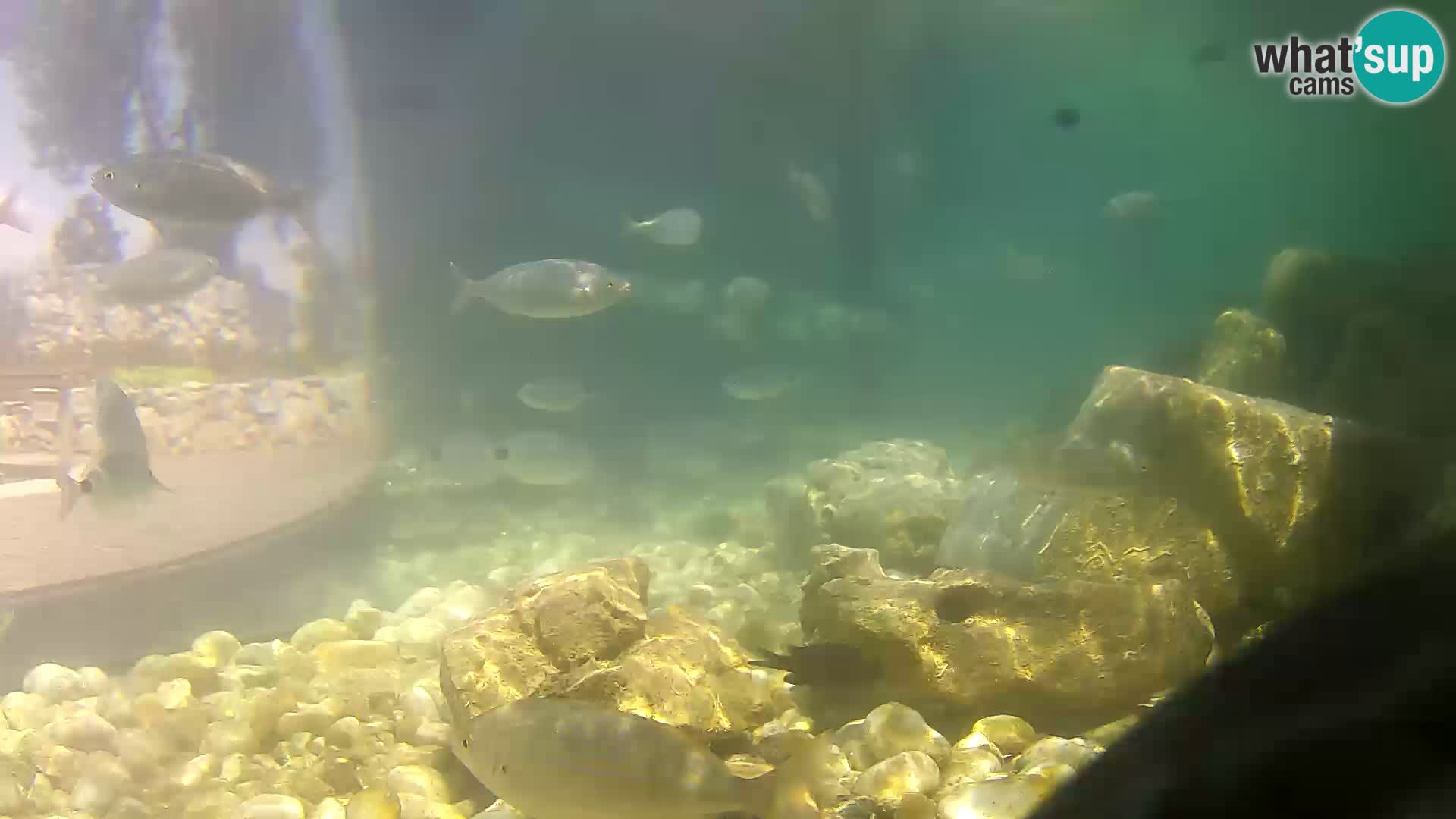 Webcam de l’aquarium marin extérieur de Rogoznica Croatie