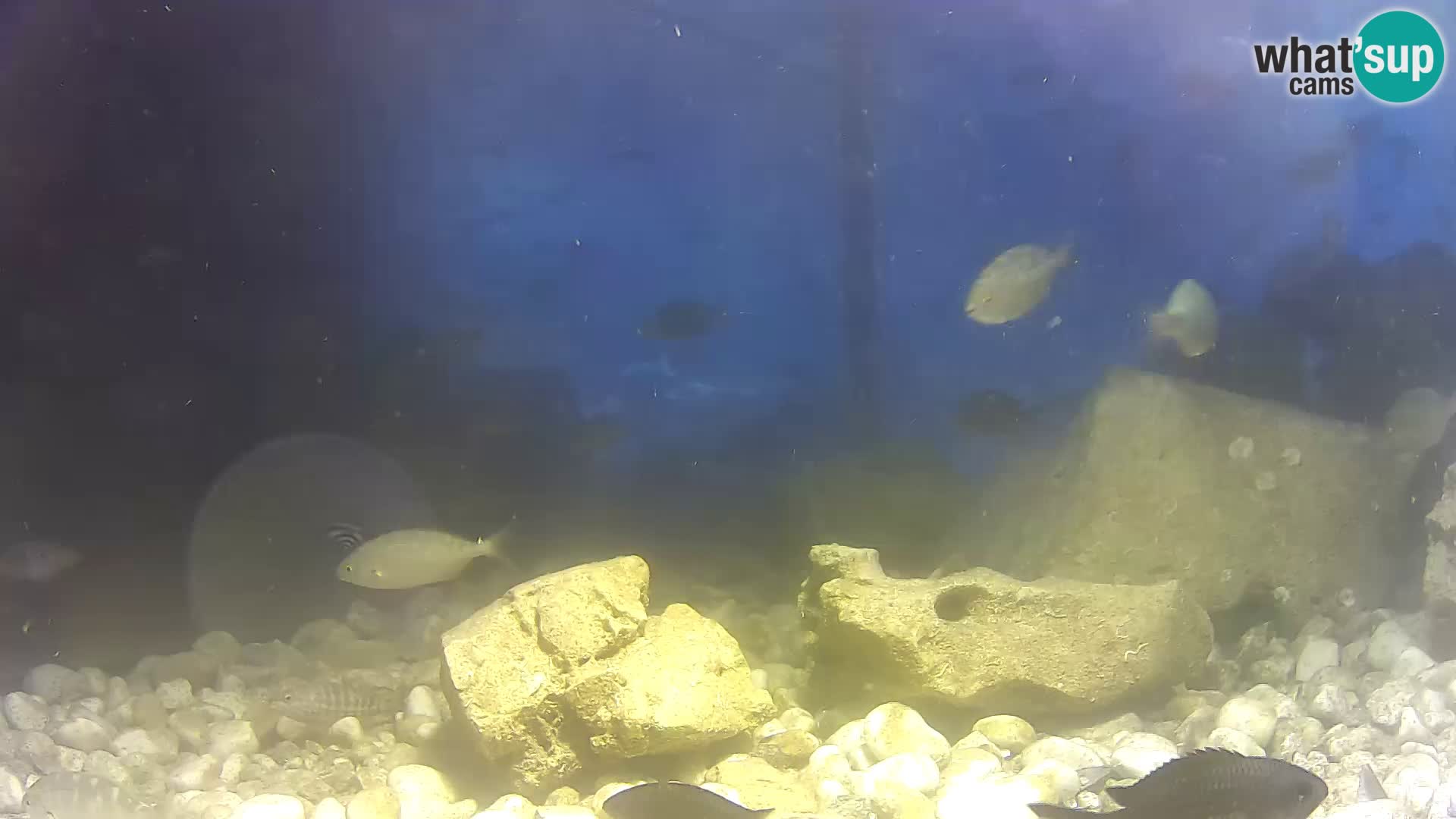 Outdoor Marine Aquarium Rogoznica webcam Croatia