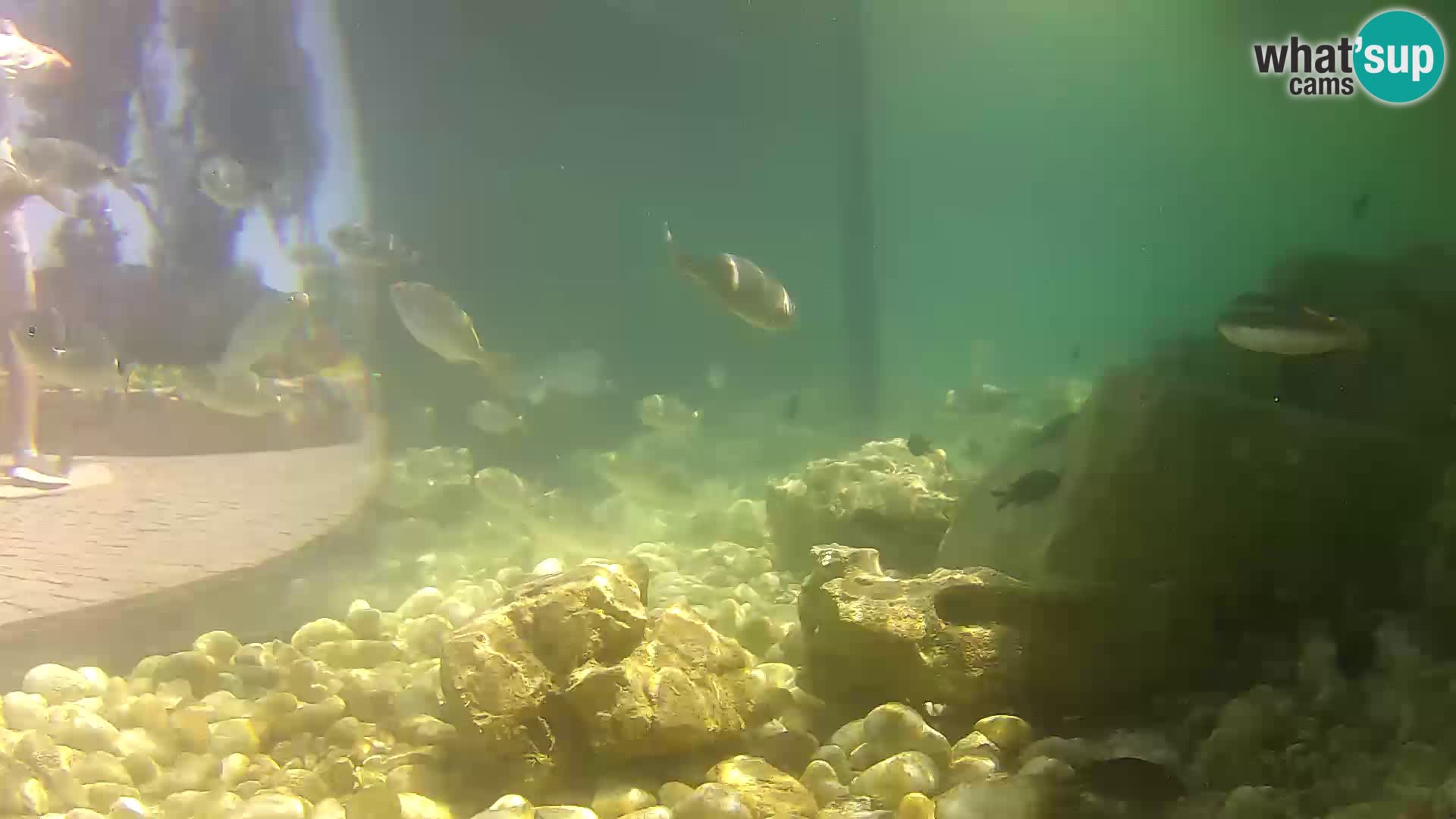 Outdoor Marine Aquarium Rogoznica webcam Croatia